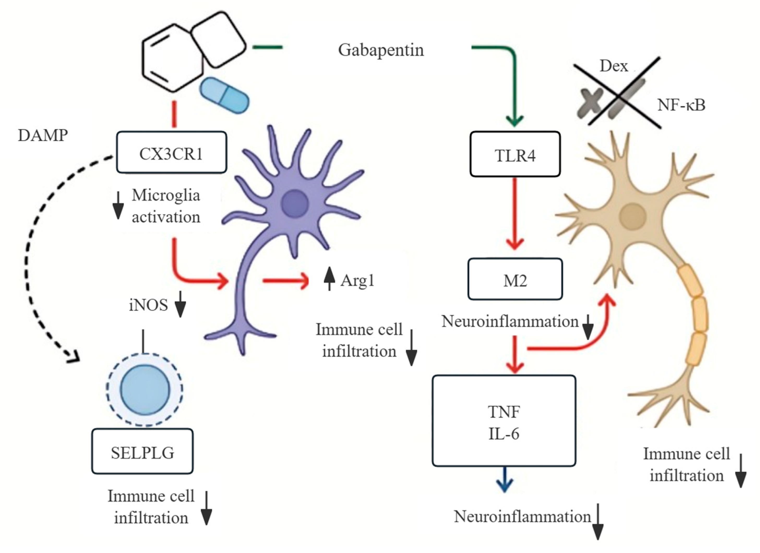 Biomedicines 13 02133 g009 Biomedicines 13 02133 g009