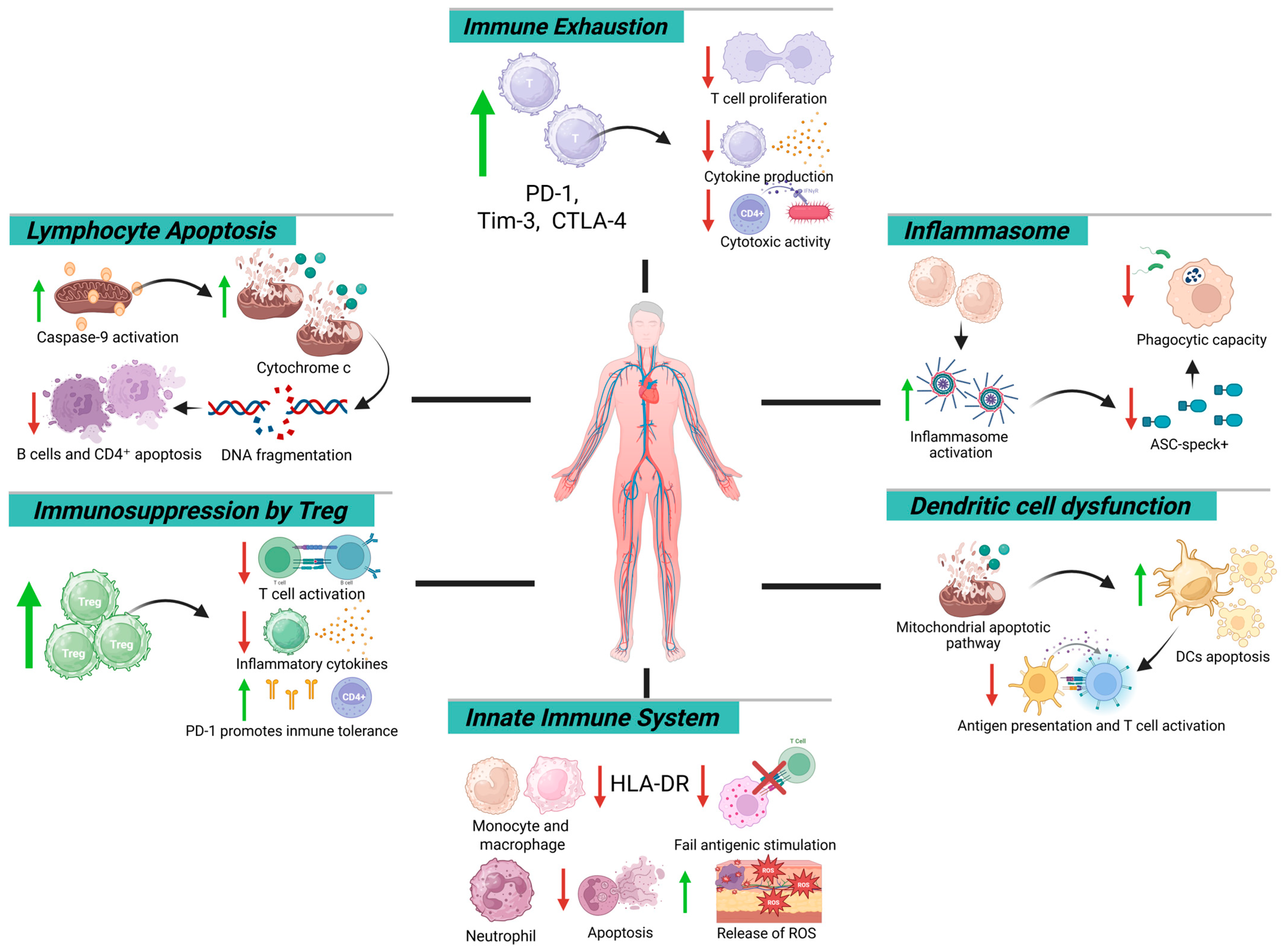Biomedicines 13 02139 g001 Biomedicines 13 02139 g001