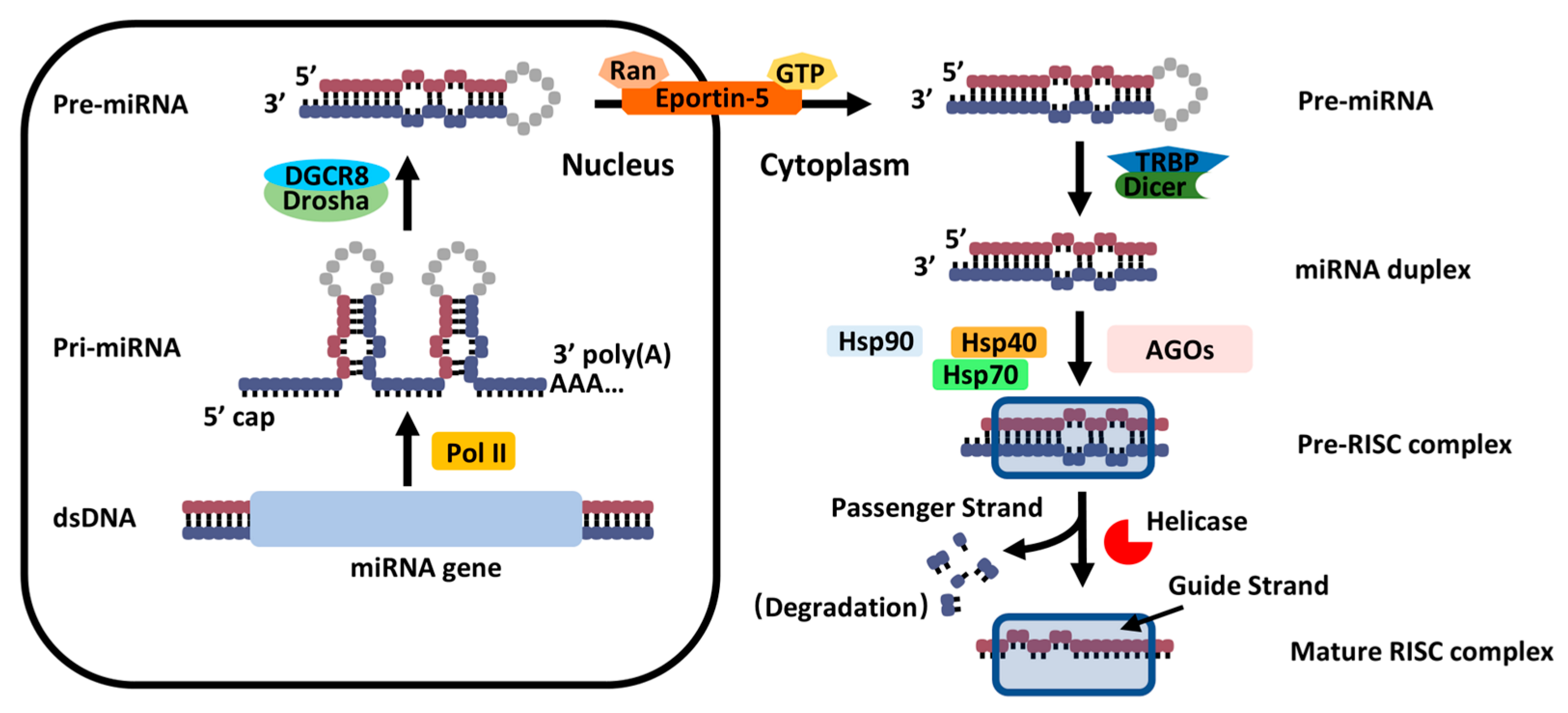 Biomedicines 13 02194 g001