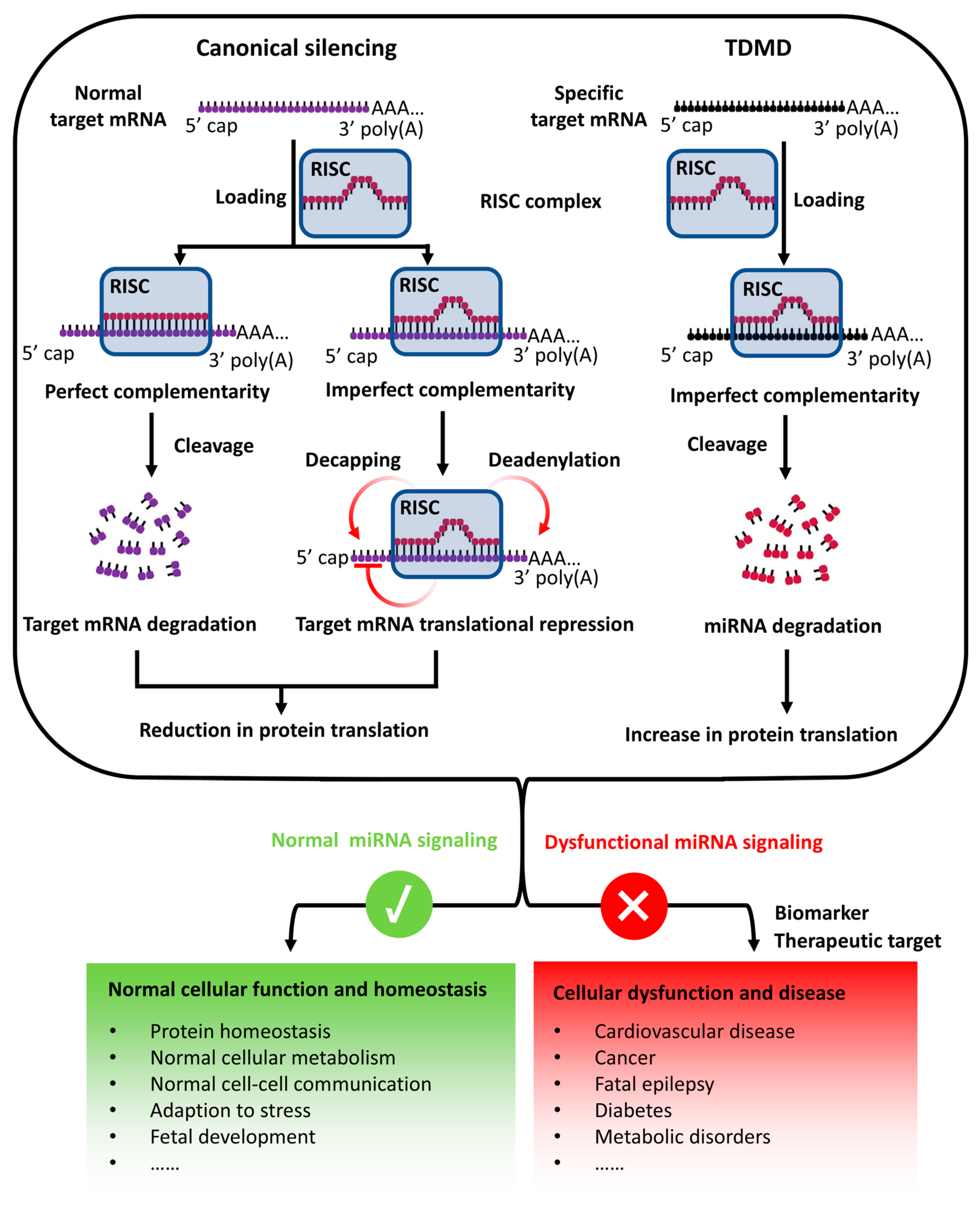 Biomedicines 13 02194 g002
