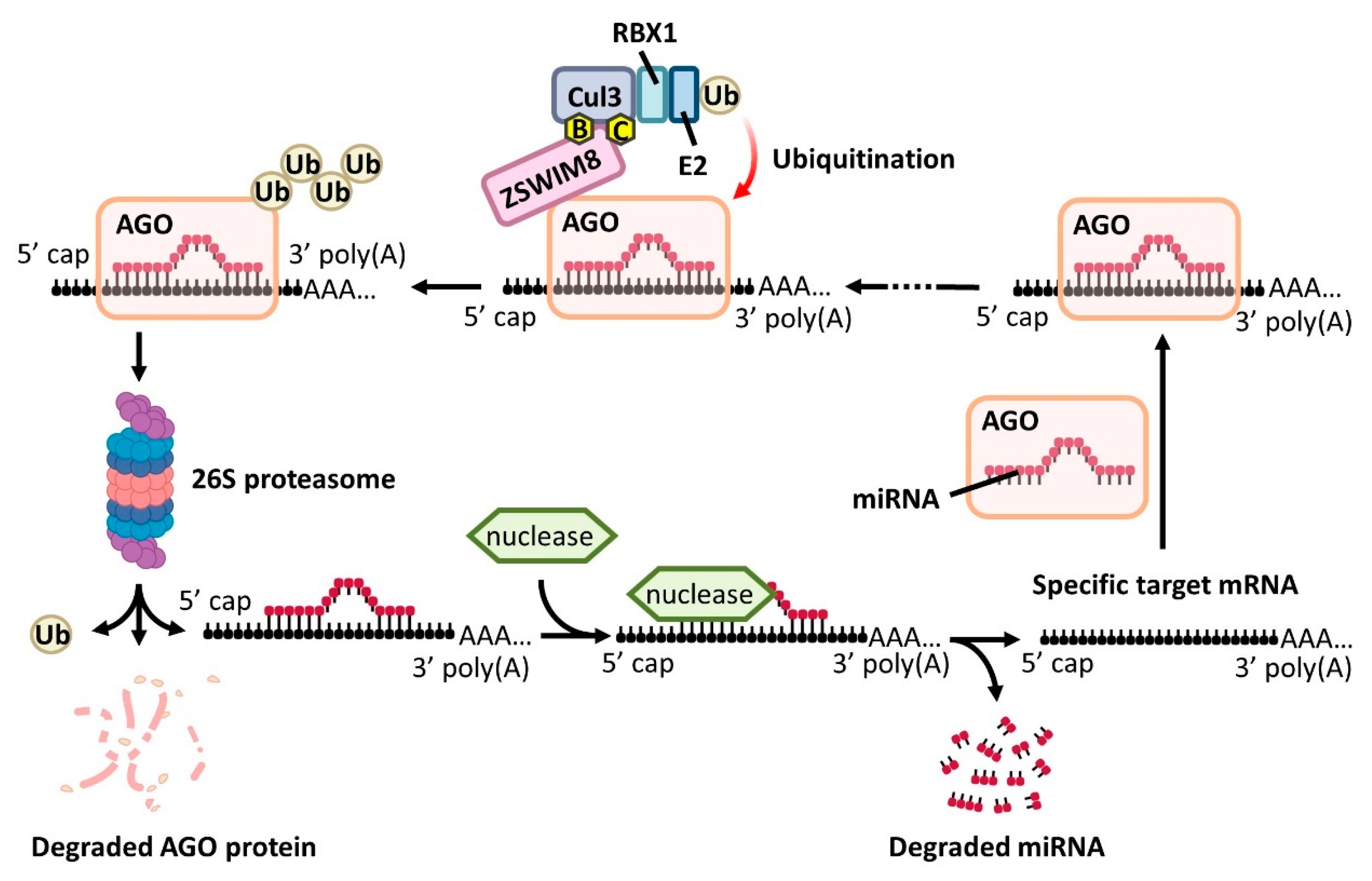 Biomedicines 13 02194 g003