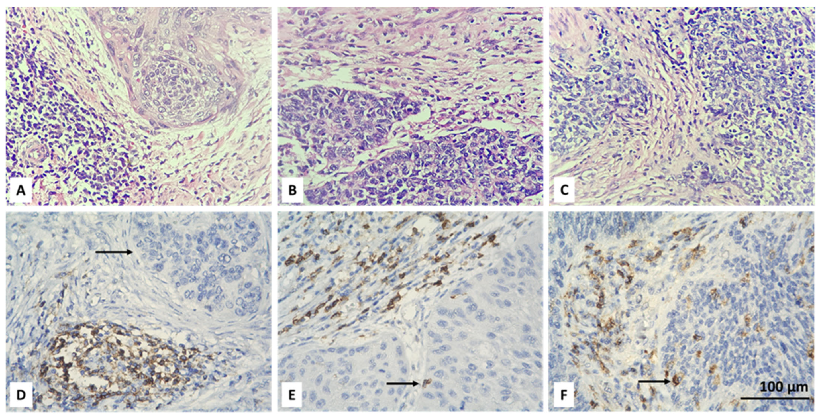 Biomedicines 13 02206 g001 Biomedicines 13 02206 g001