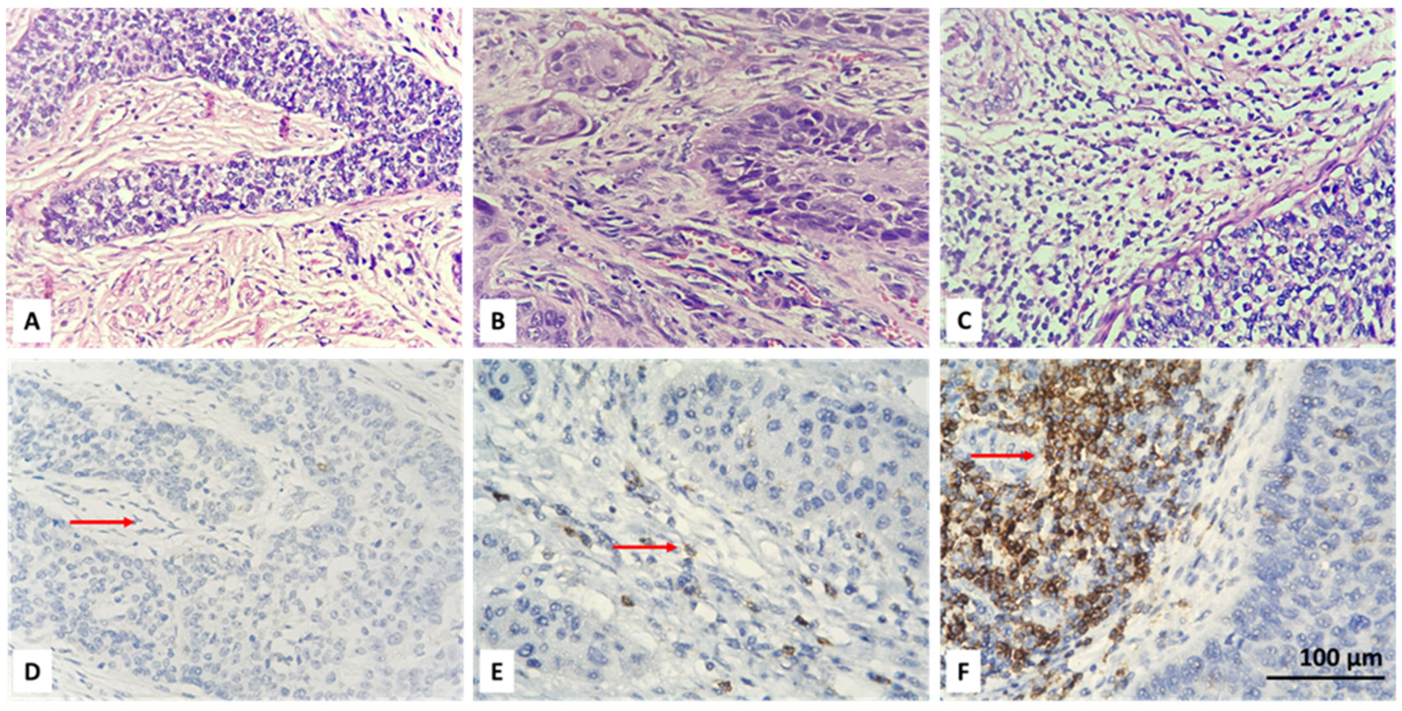 Biomedicines 13 02206 g002 Biomedicines 13 02206 g002