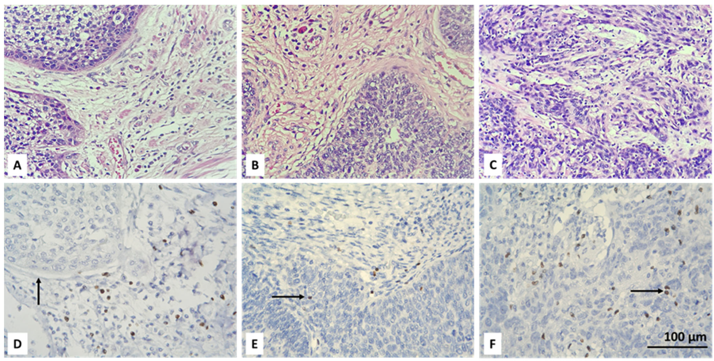 Biomedicines 13 02206 g003 Biomedicines 13 02206 g003
