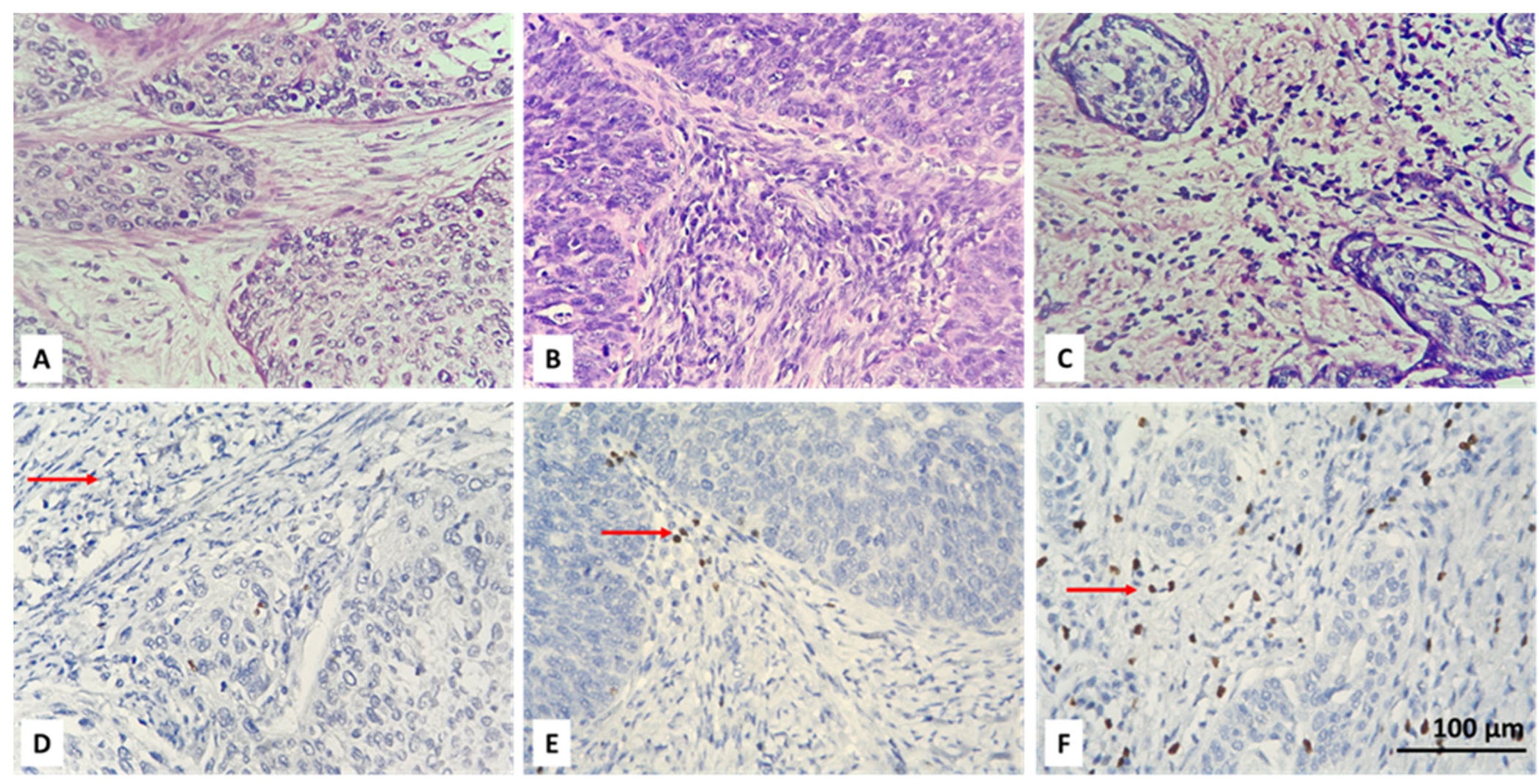 Biomedicines 13 02206 g004 Biomedicines 13 02206 g004