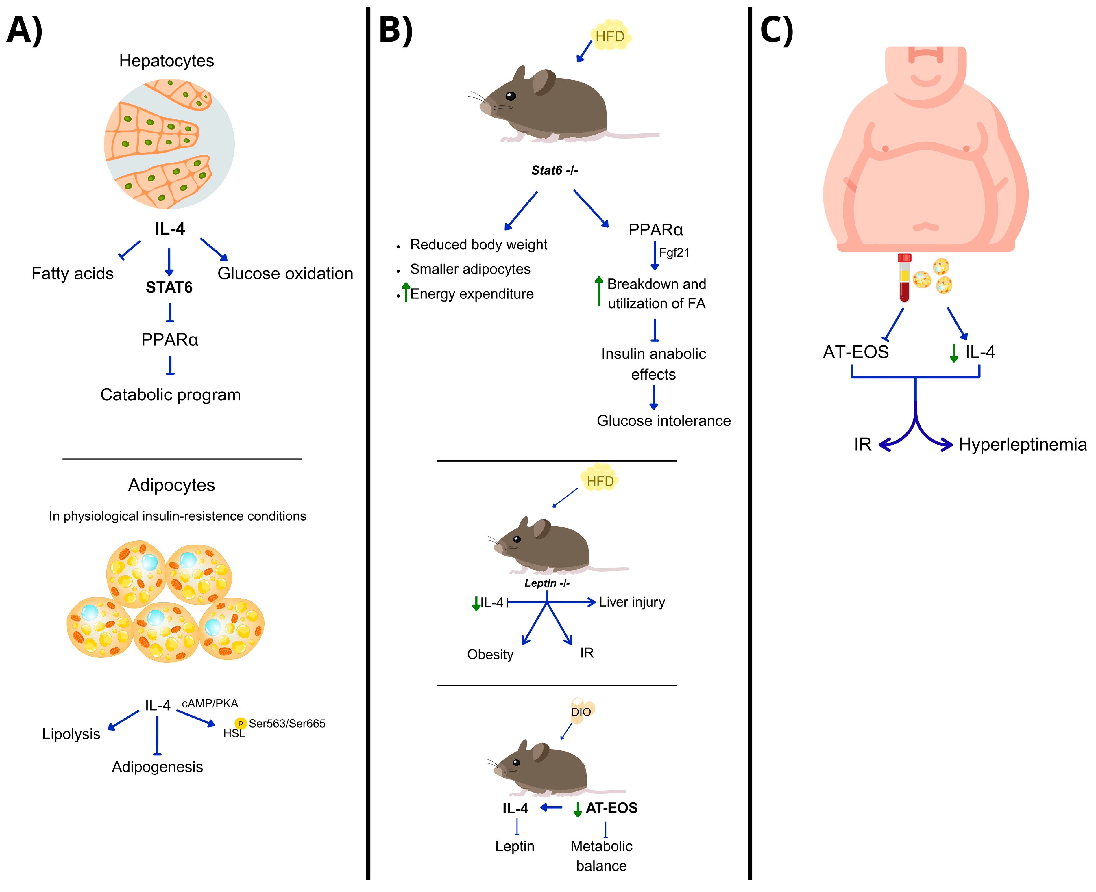 Biomedicines 13 02208 g001 Biomedicines 13 02208 g001