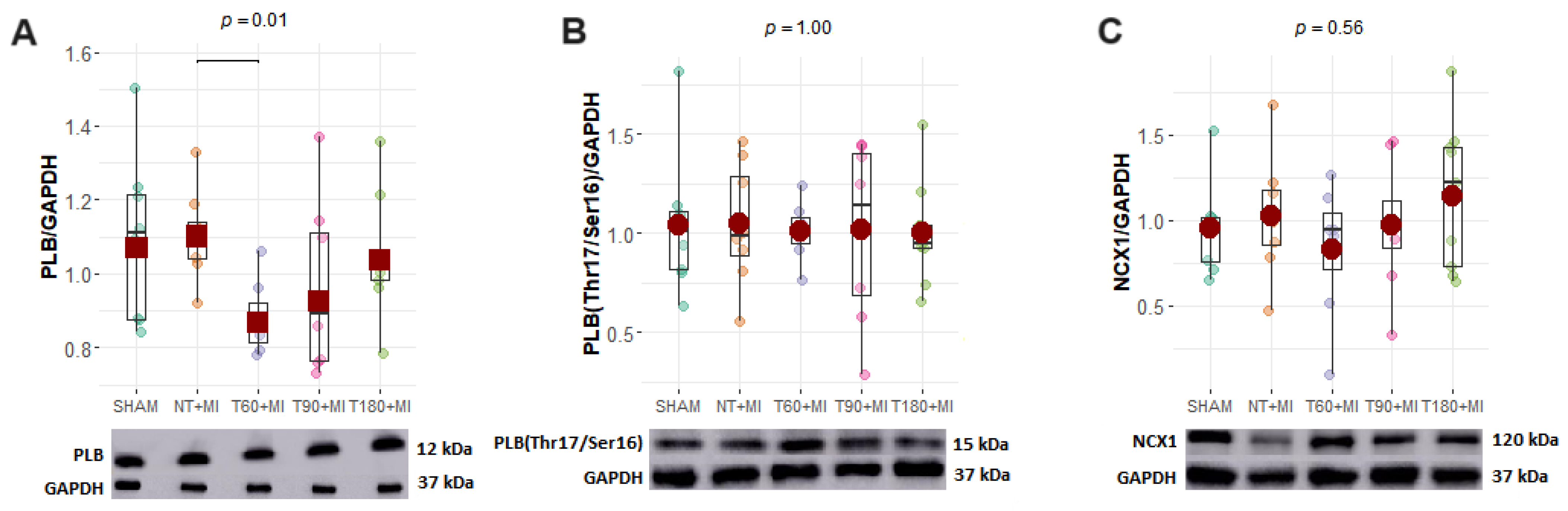 Biomedicines 13 02221 g005a Biomedicines 13 02221 g005a