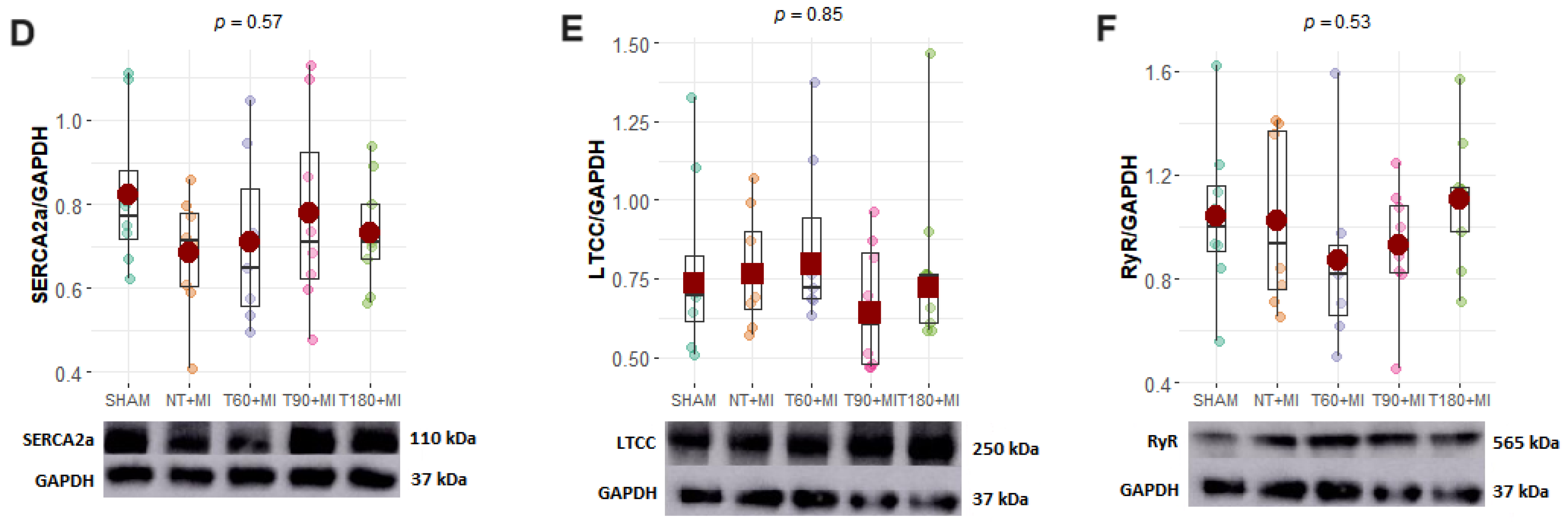 Biomedicines 13 02221 g005b Biomedicines 13 02221 g005b