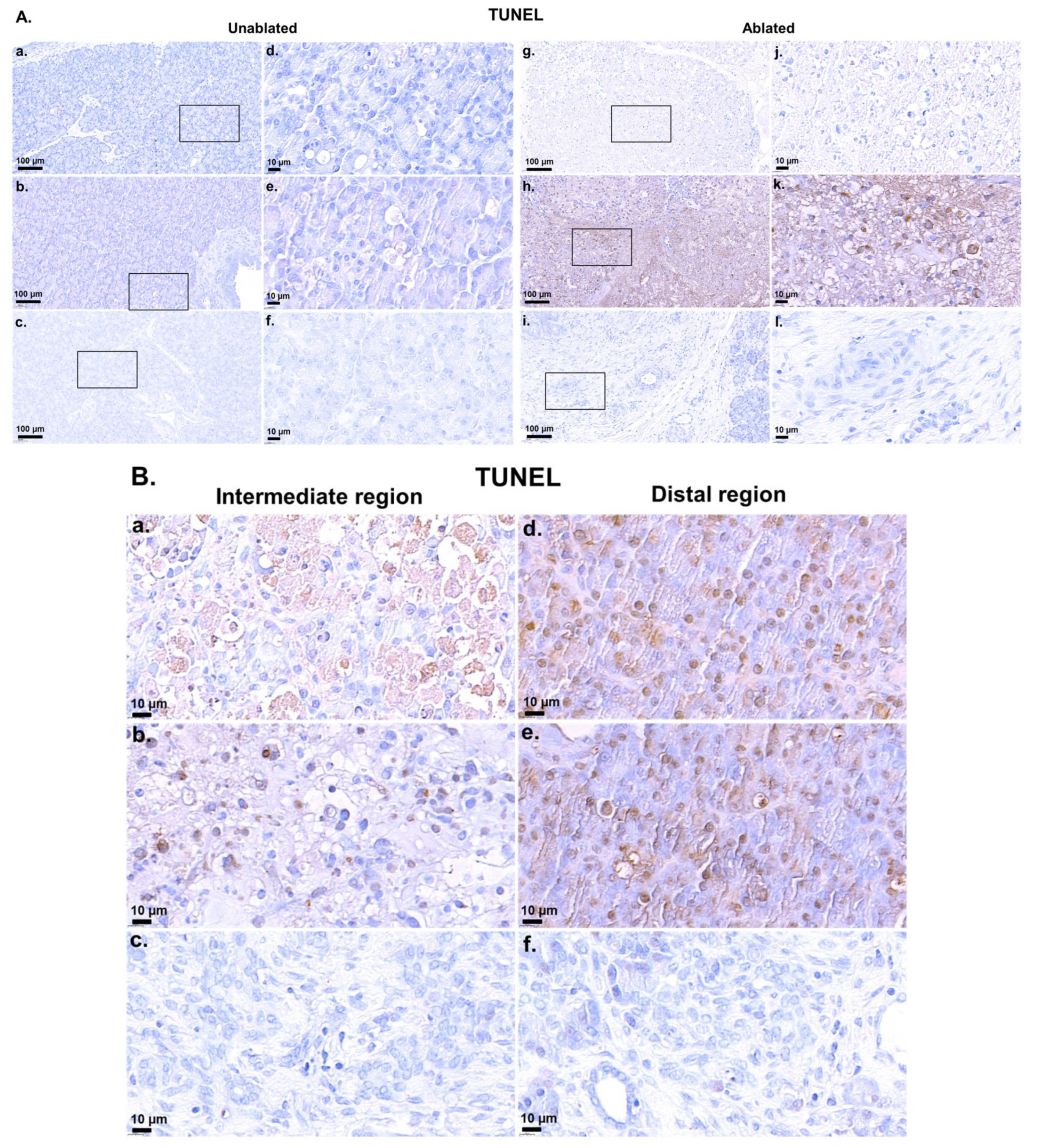 Biomedicines 13 02222 g002 Biomedicines 13 02222 g002
