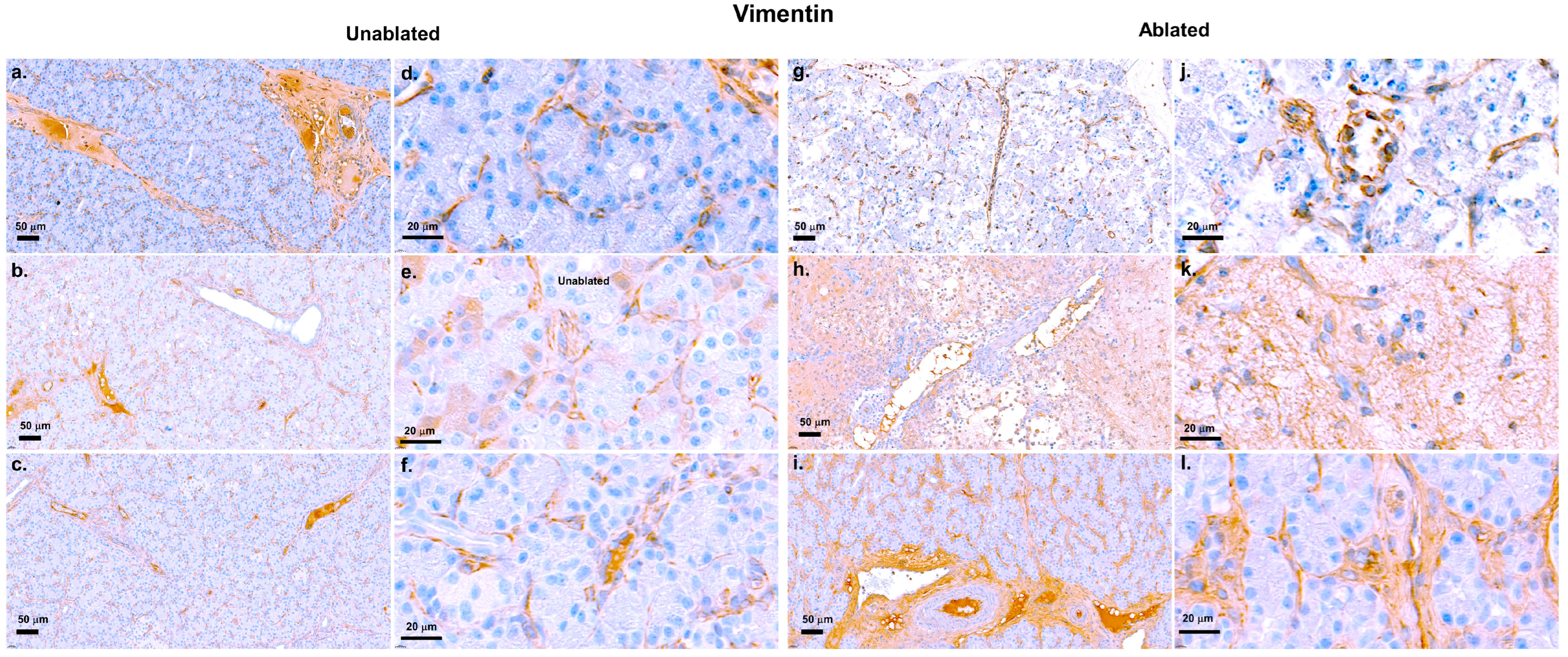 Biomedicines 13 02222 g005 Biomedicines 13 02222 g005