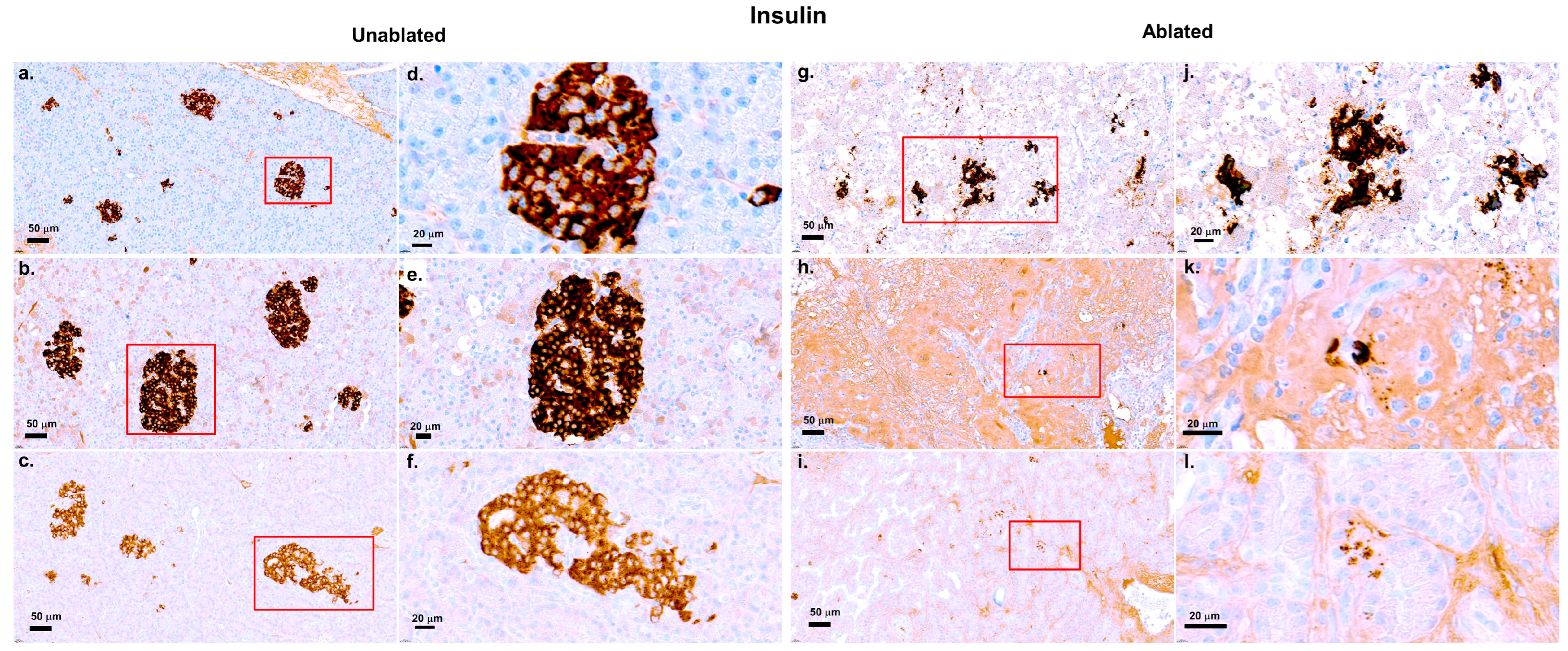 Biomedicines 13 02222 g006 Biomedicines 13 02222 g006