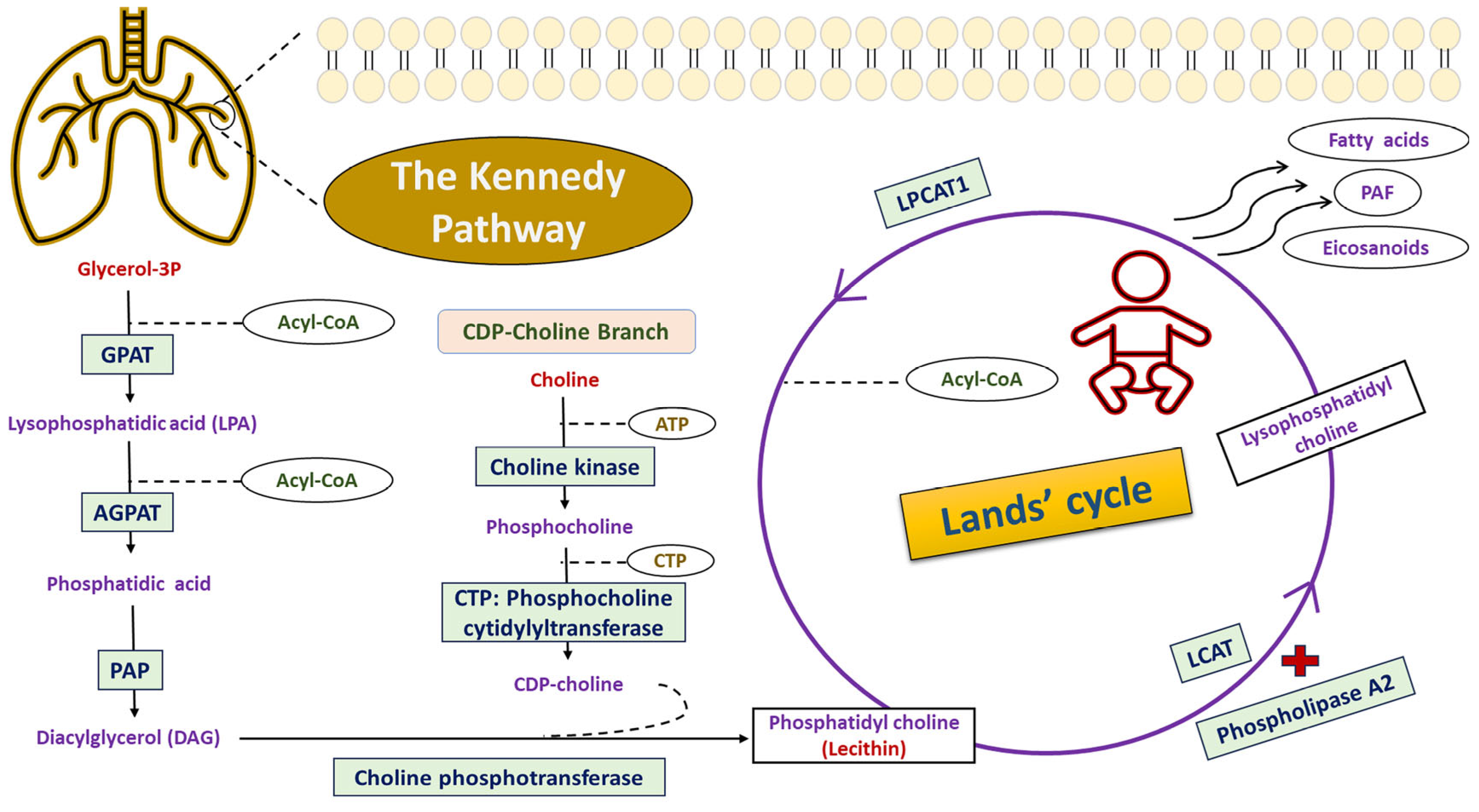 Biomedicines 13 02237 g001