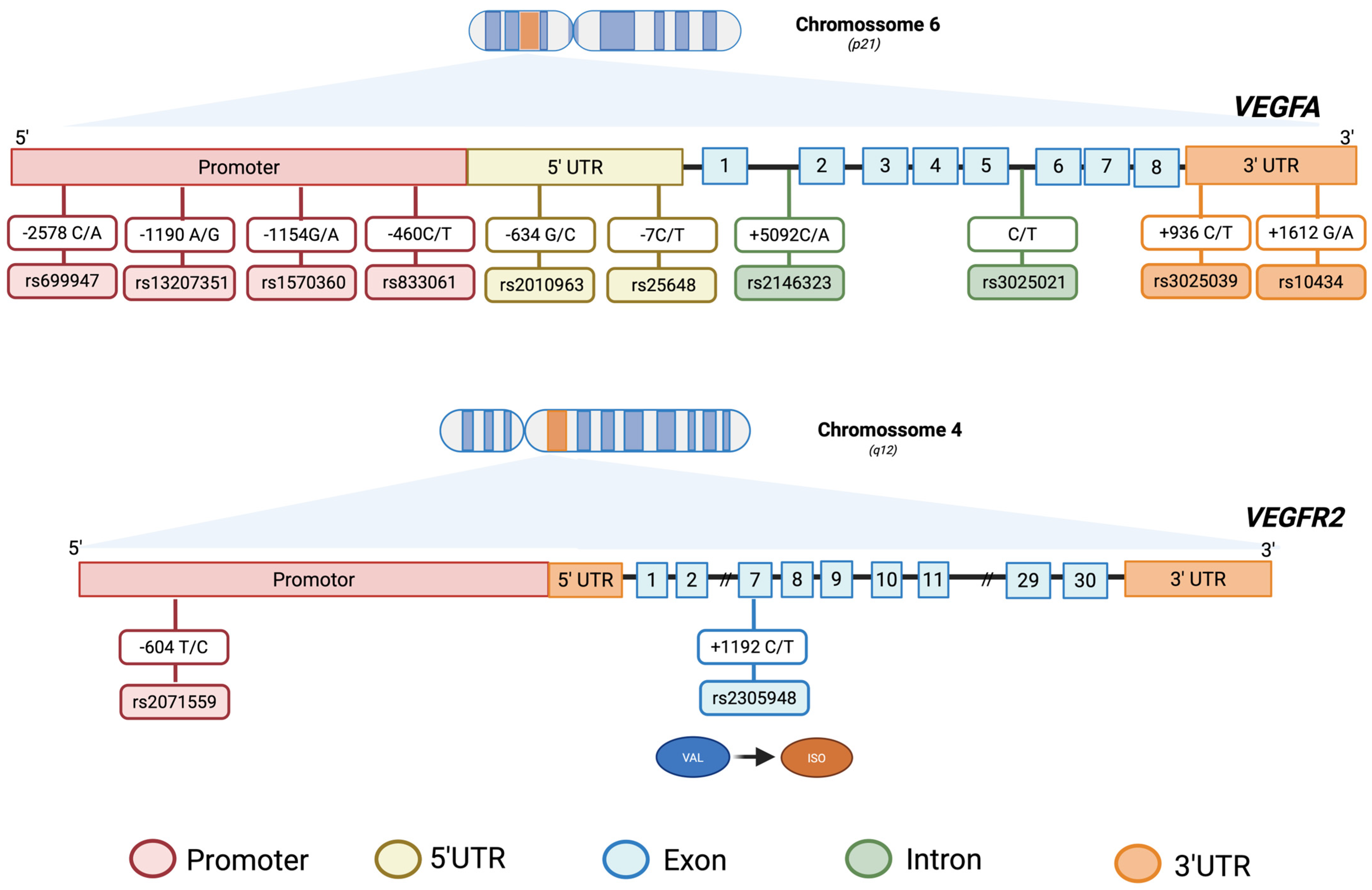 Biomedicines 13 02242 g004