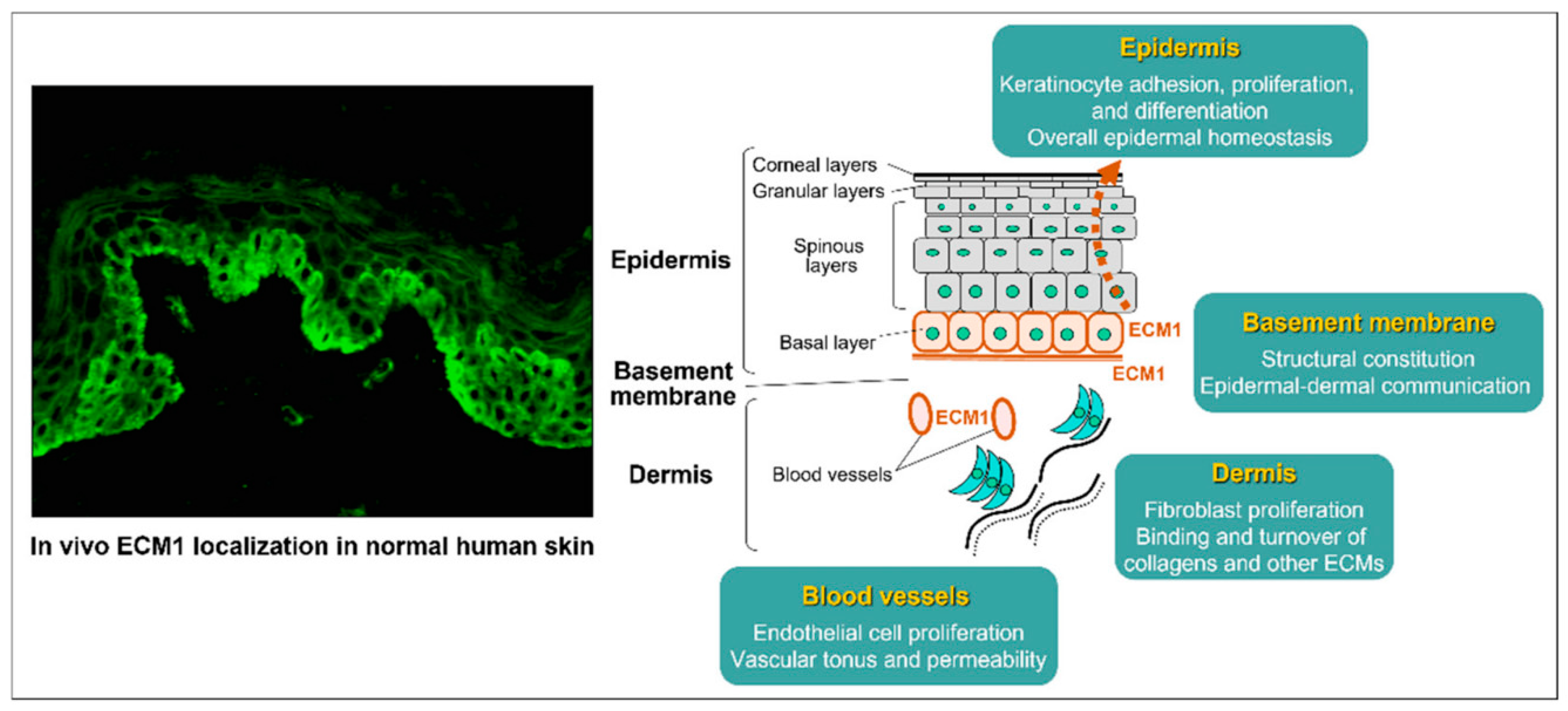 Biomedicines 13 02252 g002 Biomedicines 13 02252 g002