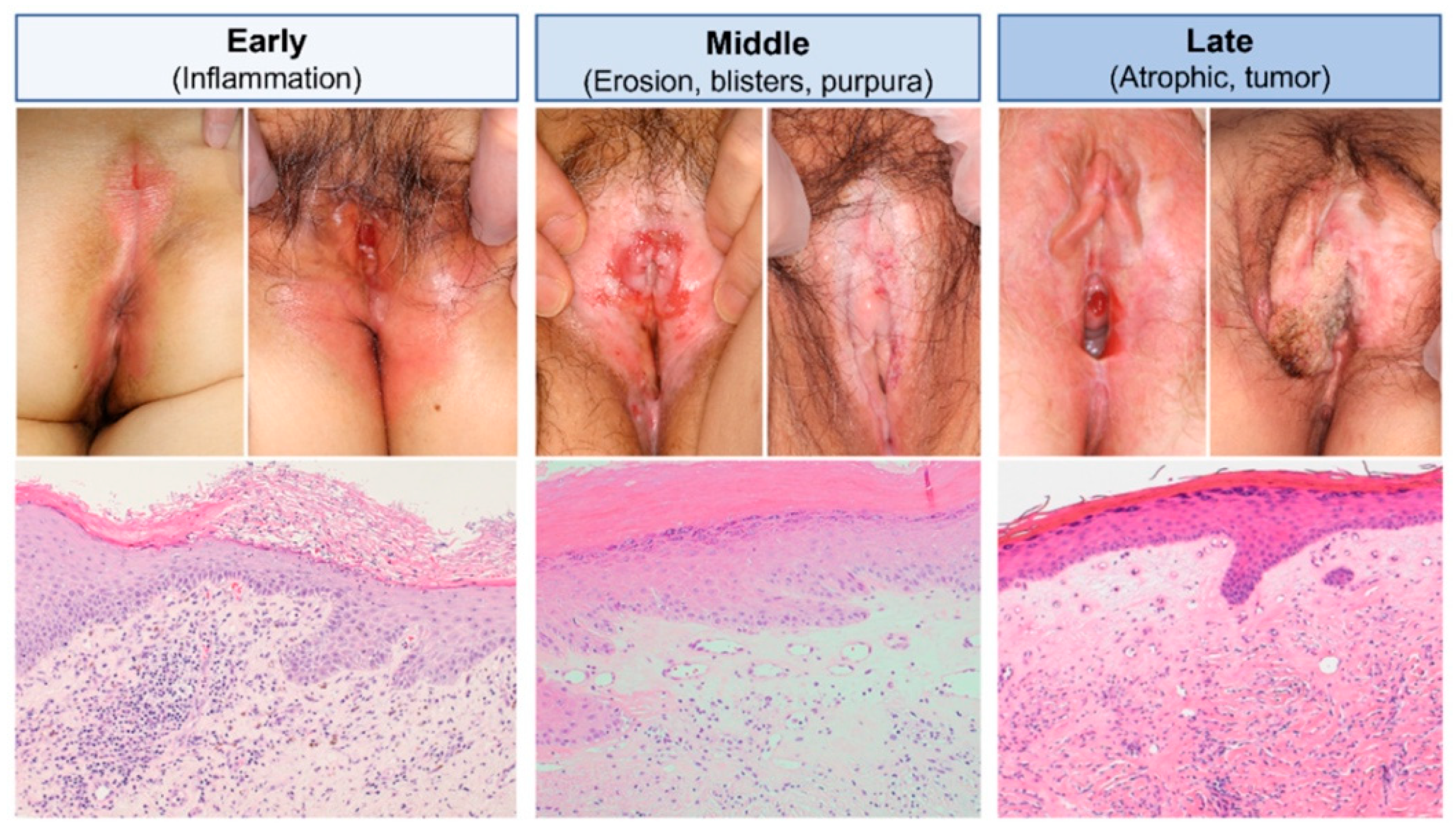 Biomedicines 13 02252 g005 Biomedicines 13 02252 g005