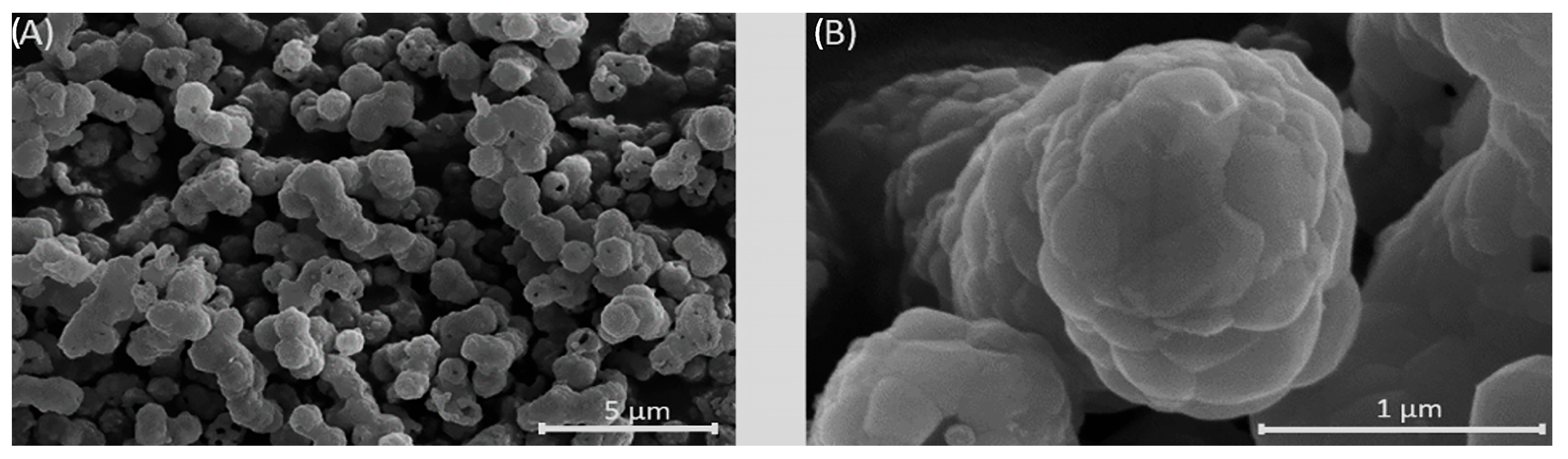 Biomedicines 13 02270 g005 Biomedicines 13 02270 g005