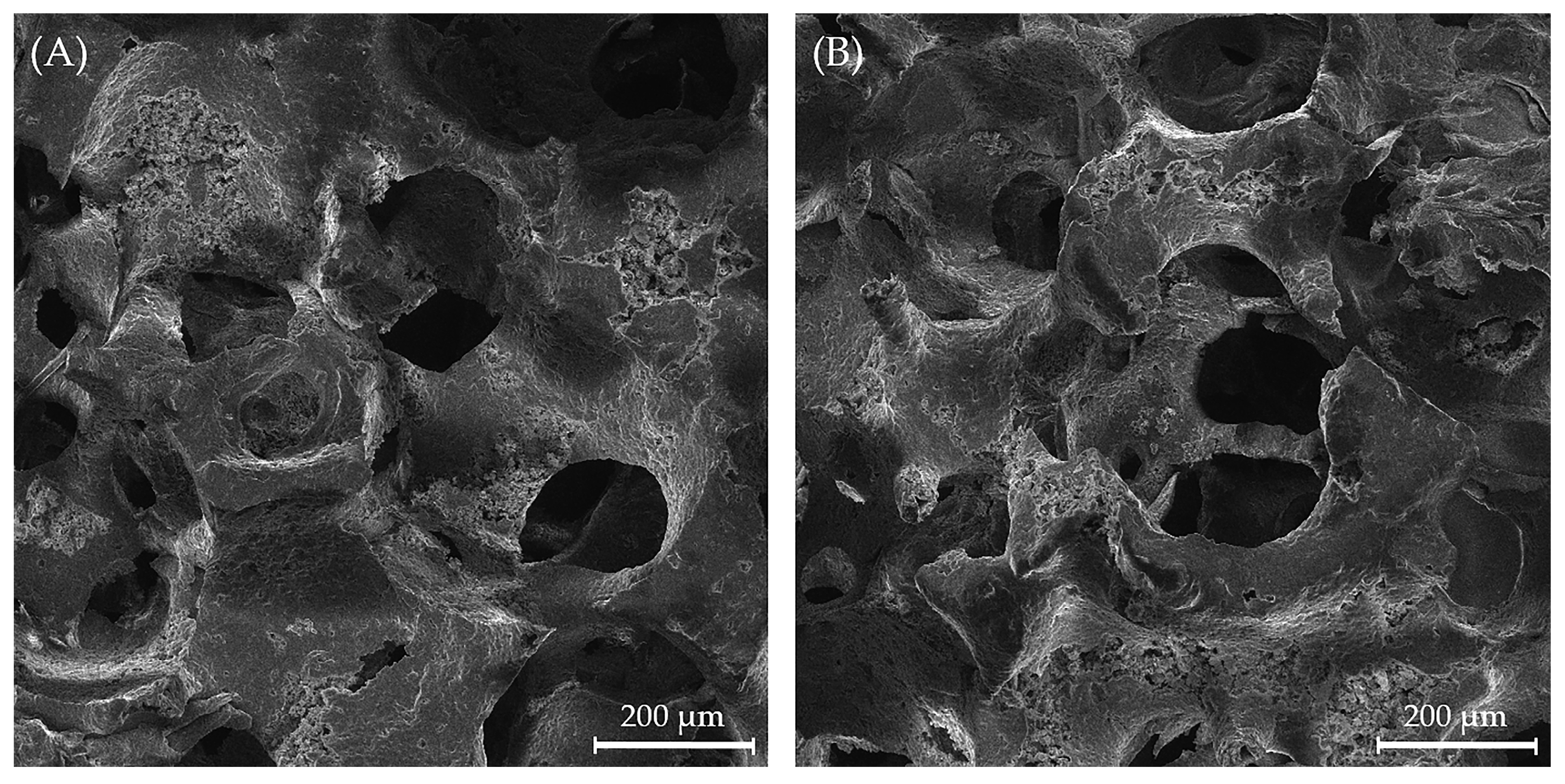 Biomedicines 13 02270 g007 Biomedicines 13 02270 g007