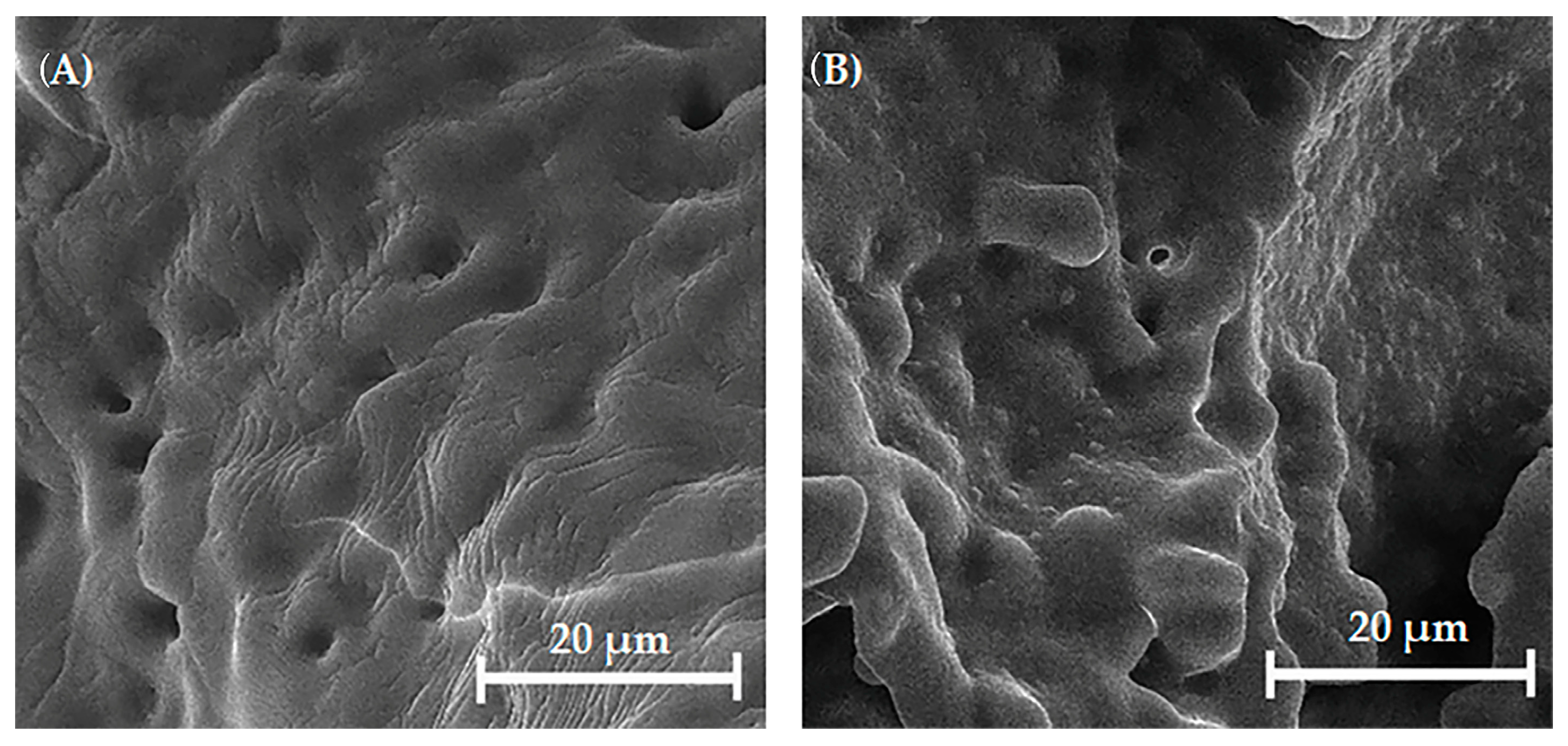 Biomedicines 13 02270 g008 Biomedicines 13 02270 g008