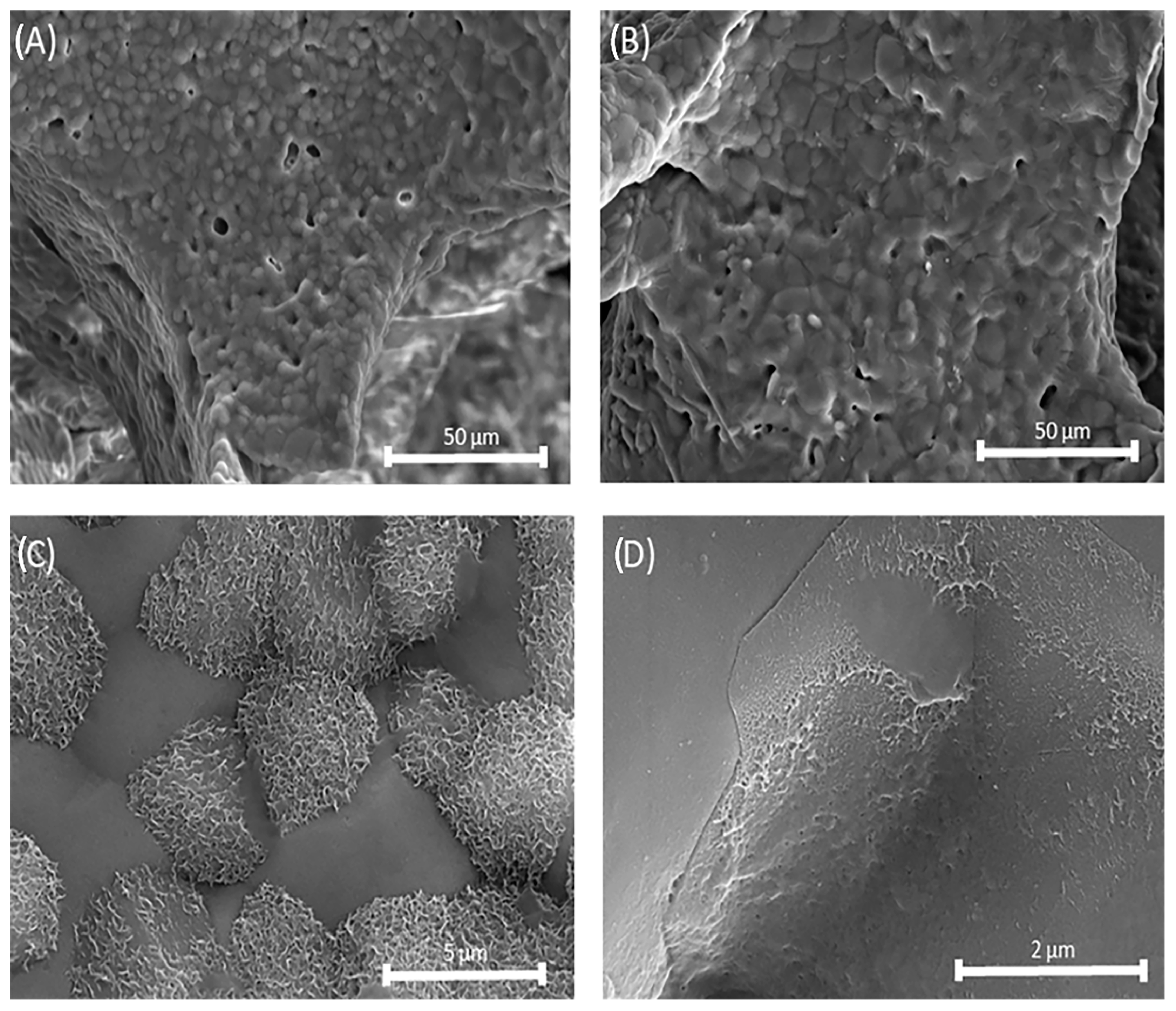 Biomedicines 13 02270 g012 Biomedicines 13 02270 g012