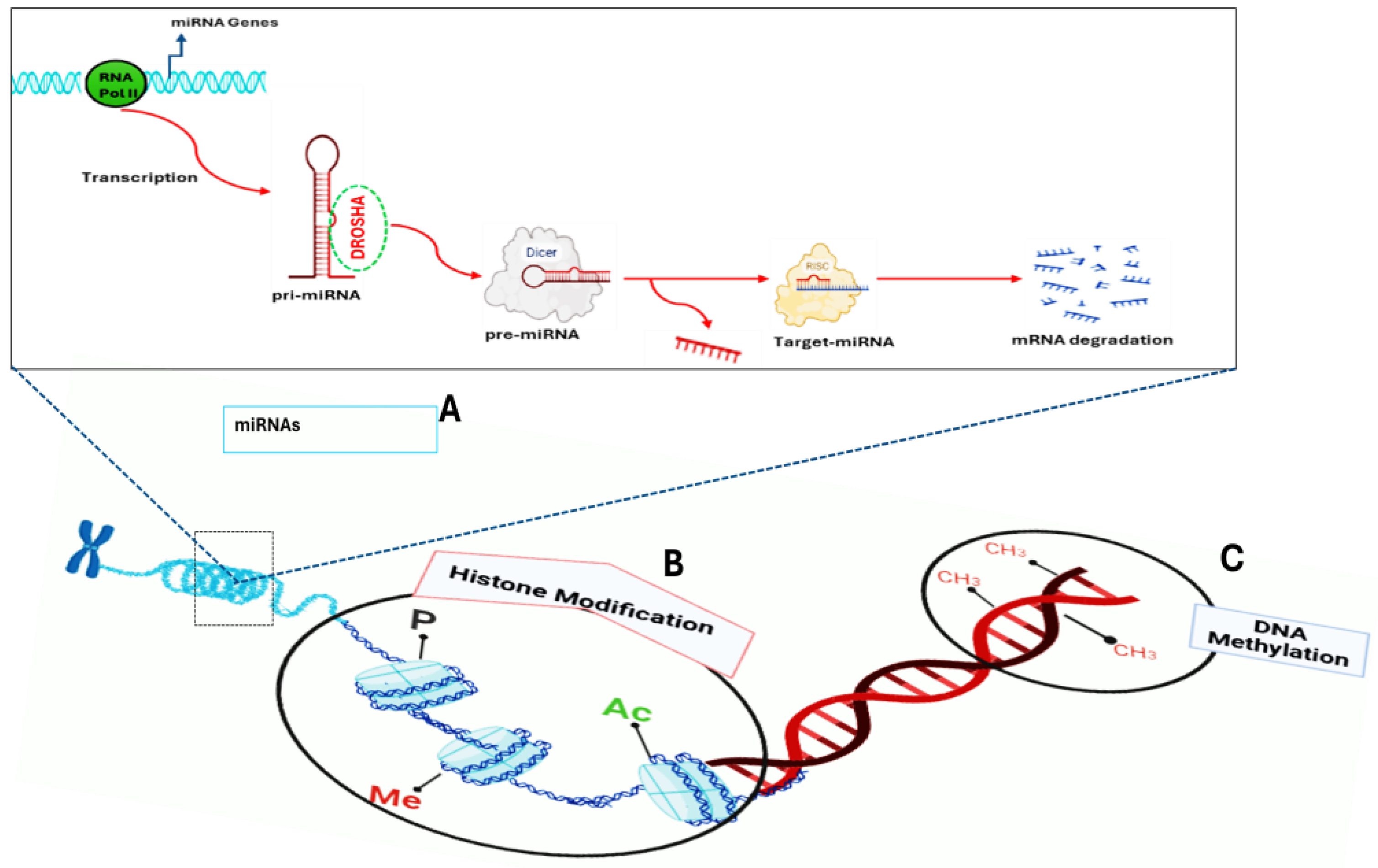 Biomedicines 13 02278 g001 Biomedicines 13 02278 g001