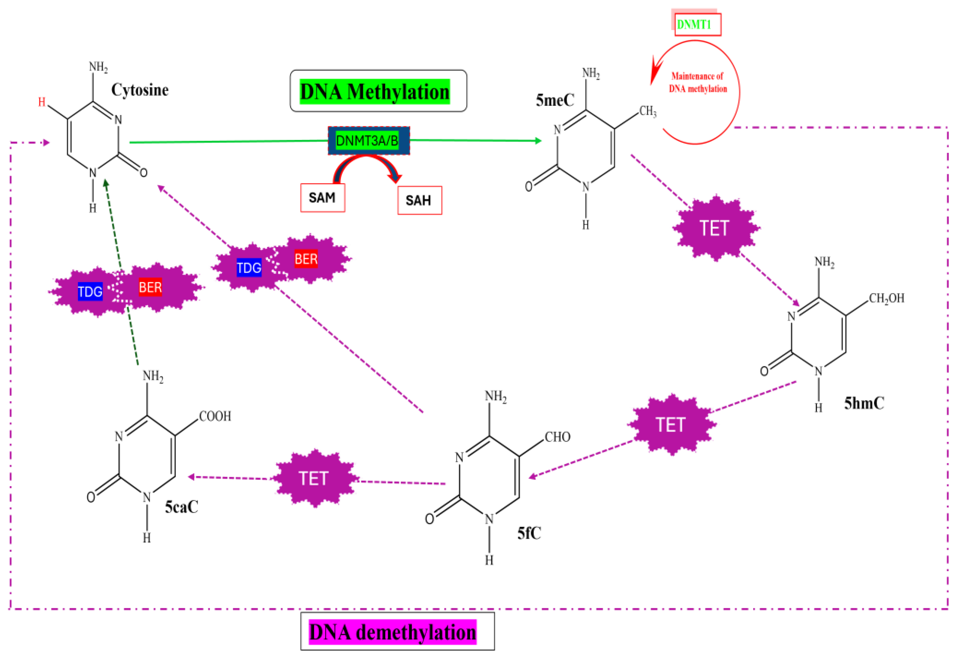 Biomedicines 13 02278 g002 Biomedicines 13 02278 g002