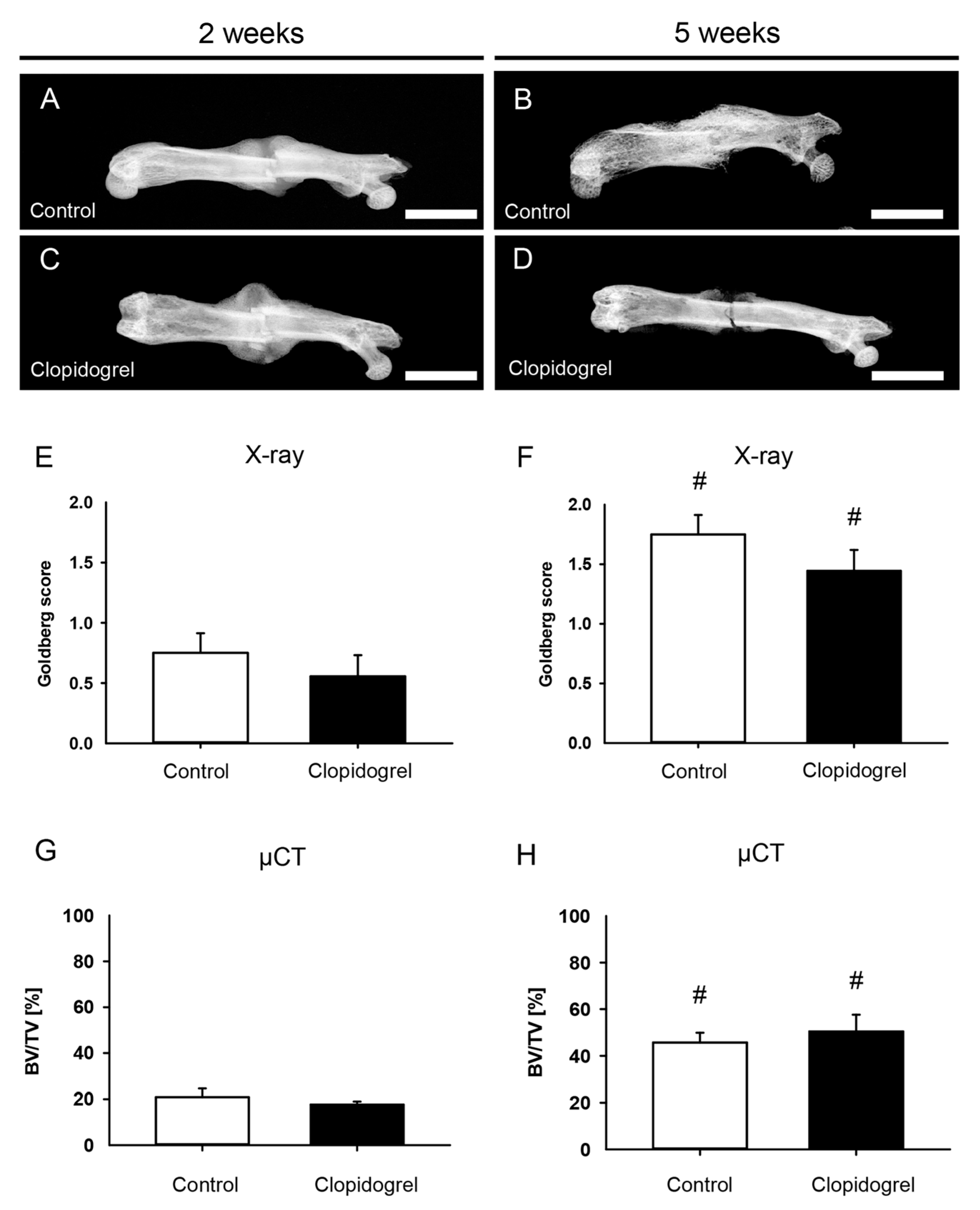 Biomedicines 13 02286 g003