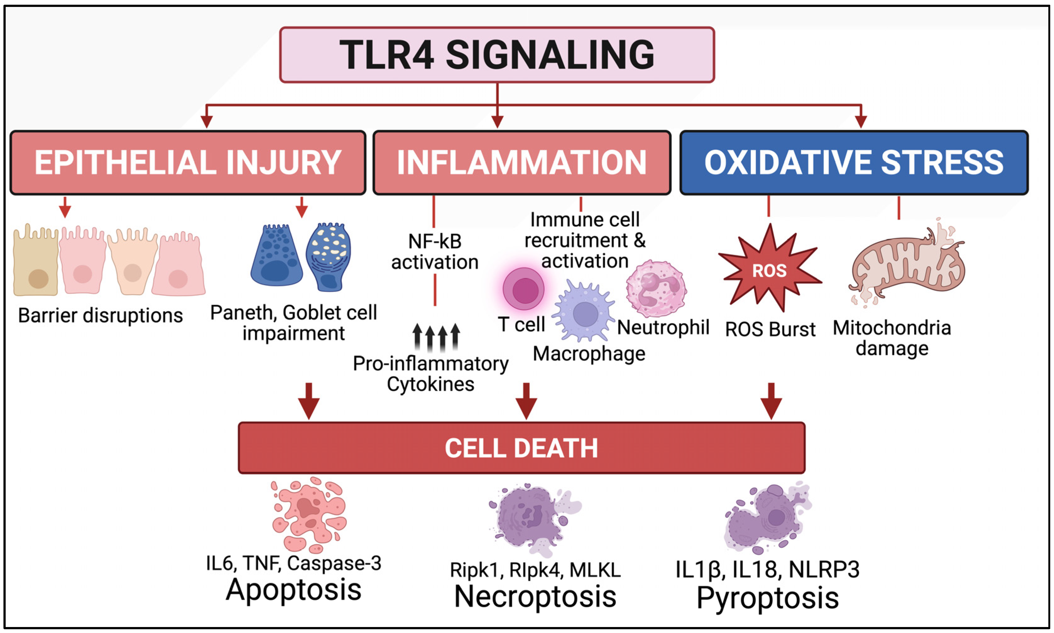 Biomedicines 13 02288 g002 Biomedicines 13 02288 g002