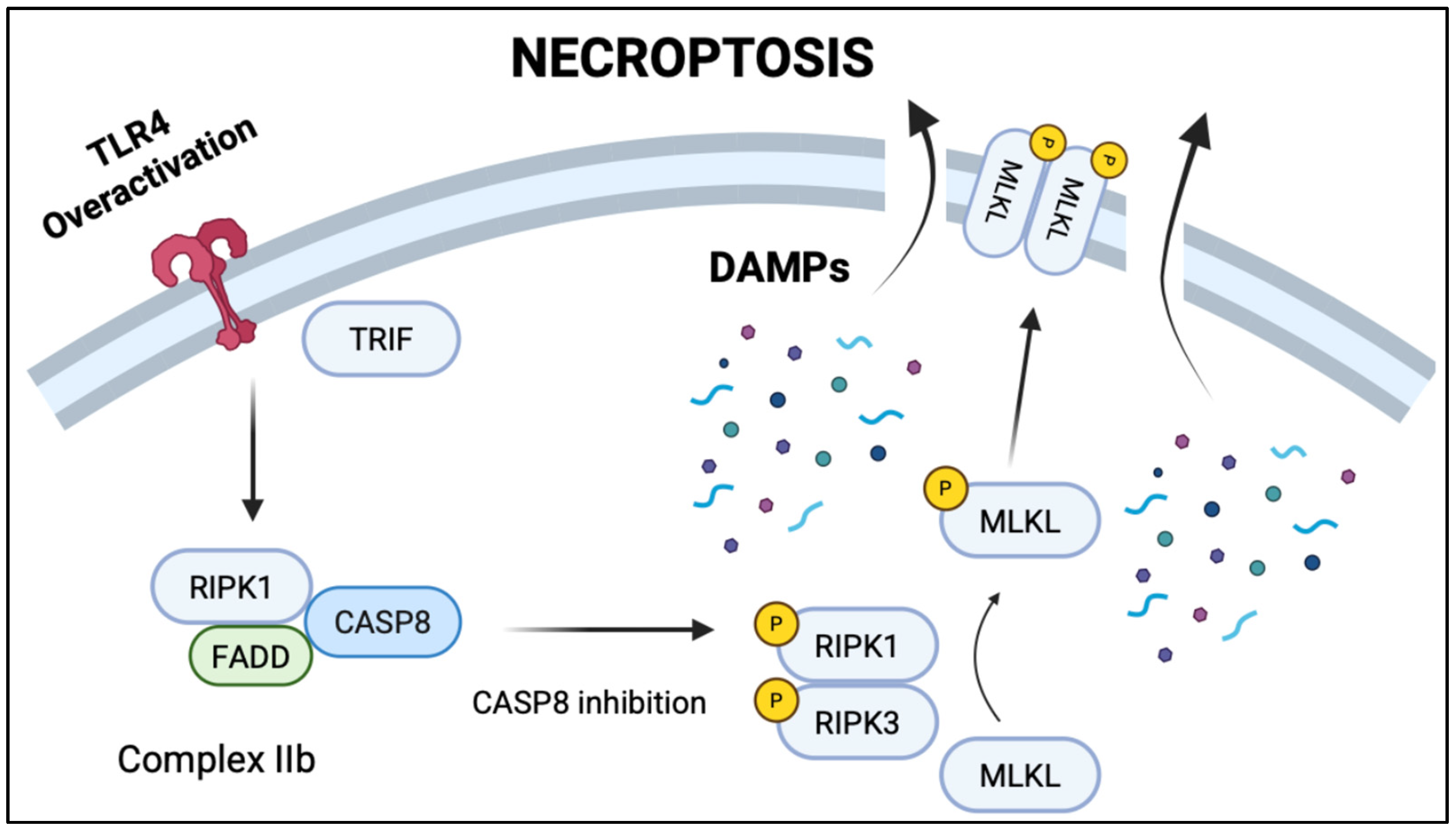 Biomedicines 13 02288 g003 Biomedicines 13 02288 g003