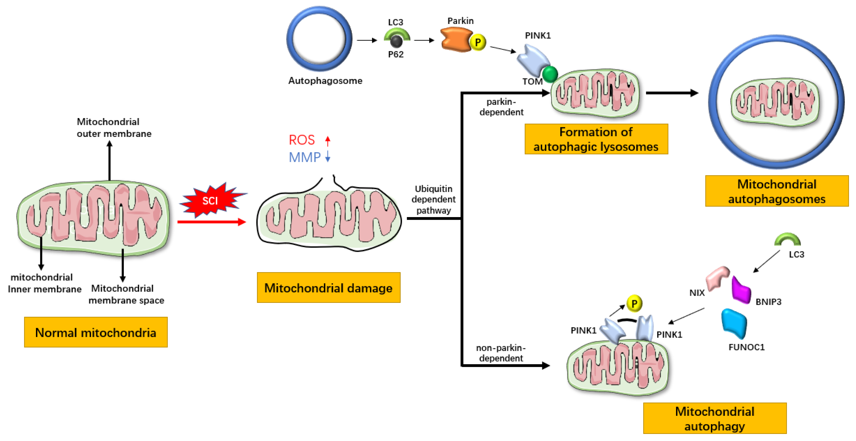 Biomedicines 13 02290 g001