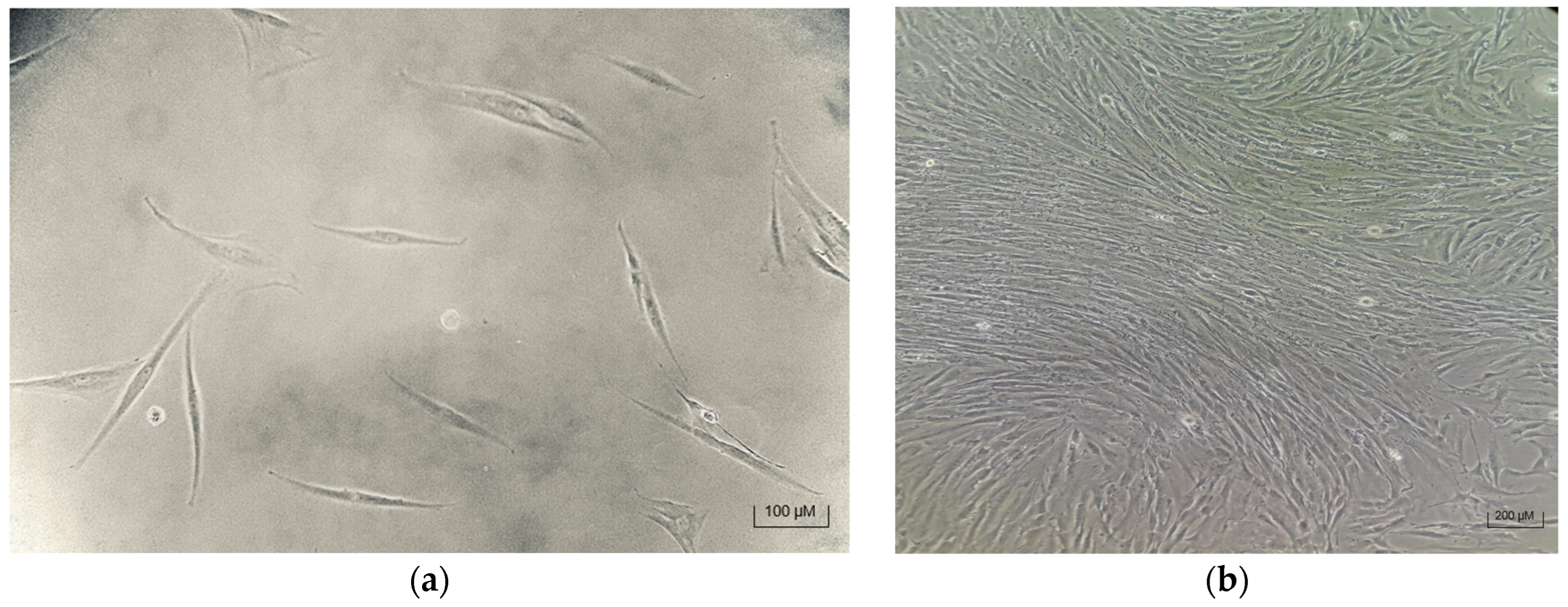 Biomedicines 13 02291 g005