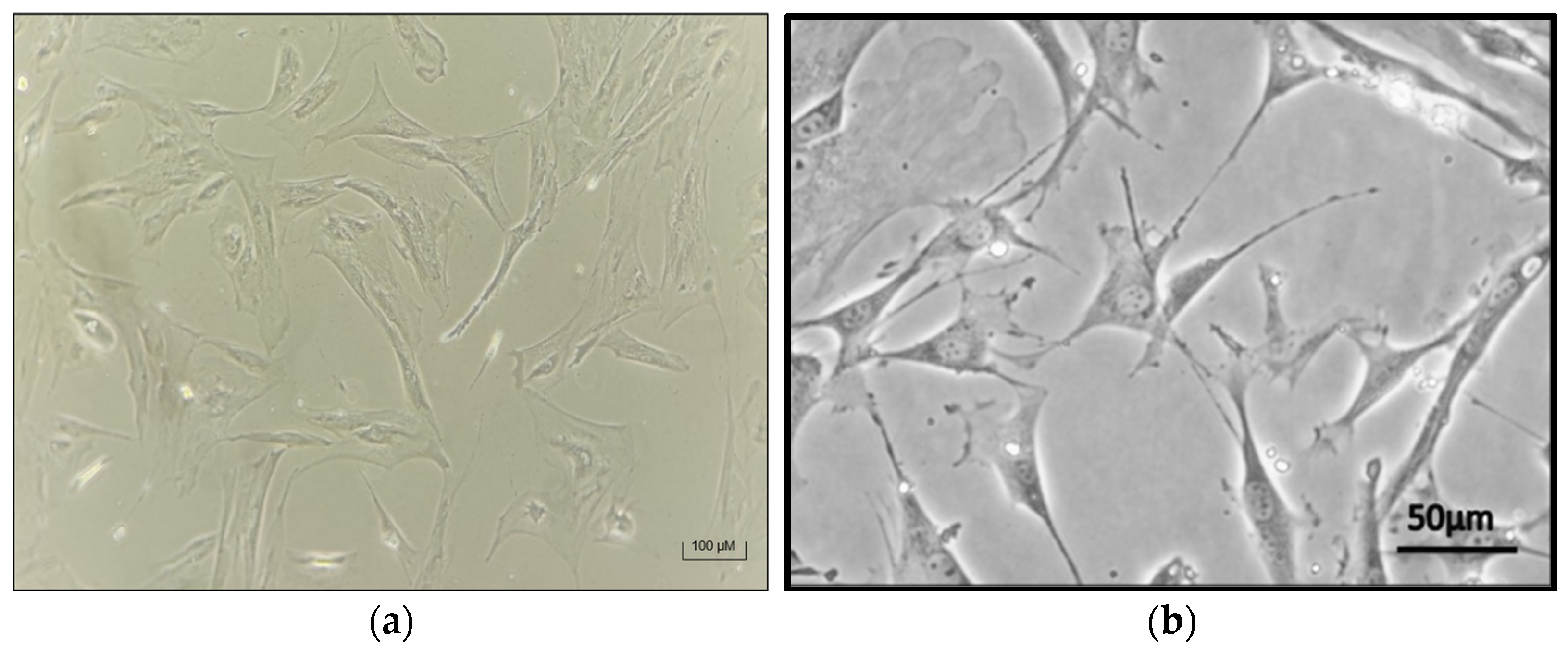 Biomedicines 13 02291 g007