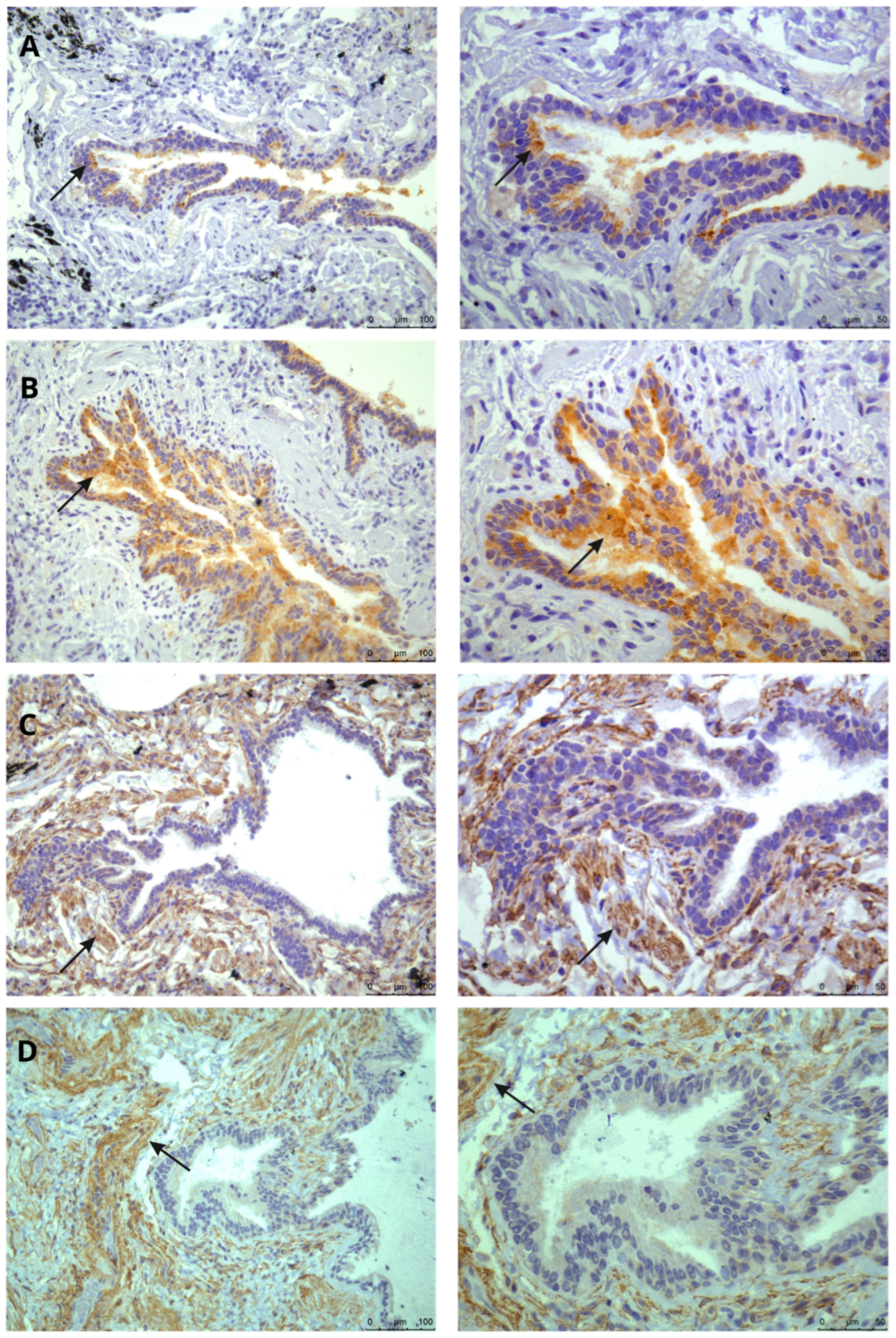 Biomedicines 13 02312 g002 Biomedicines 13 02312 g002