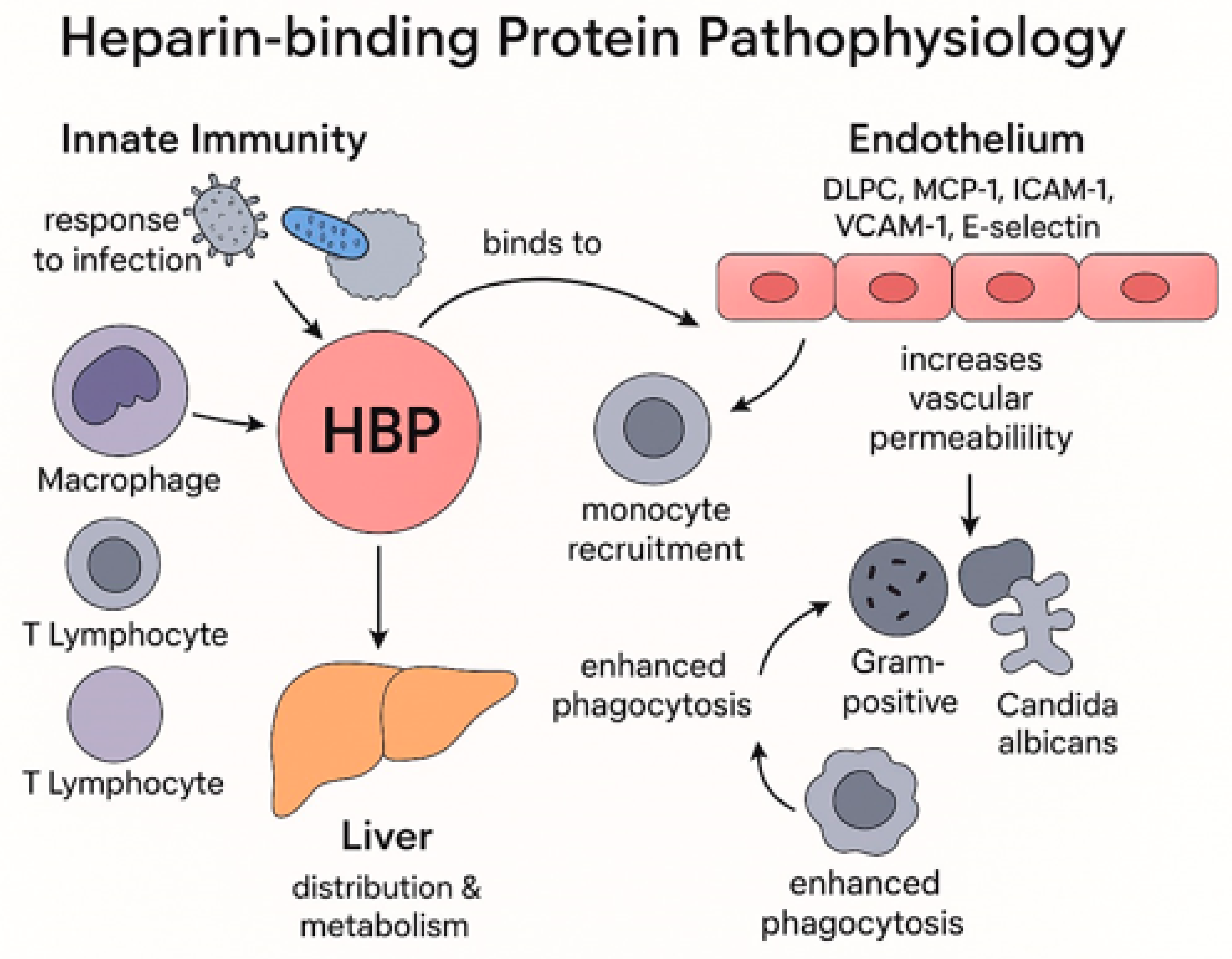 Biomedicines 13 02315 g001
