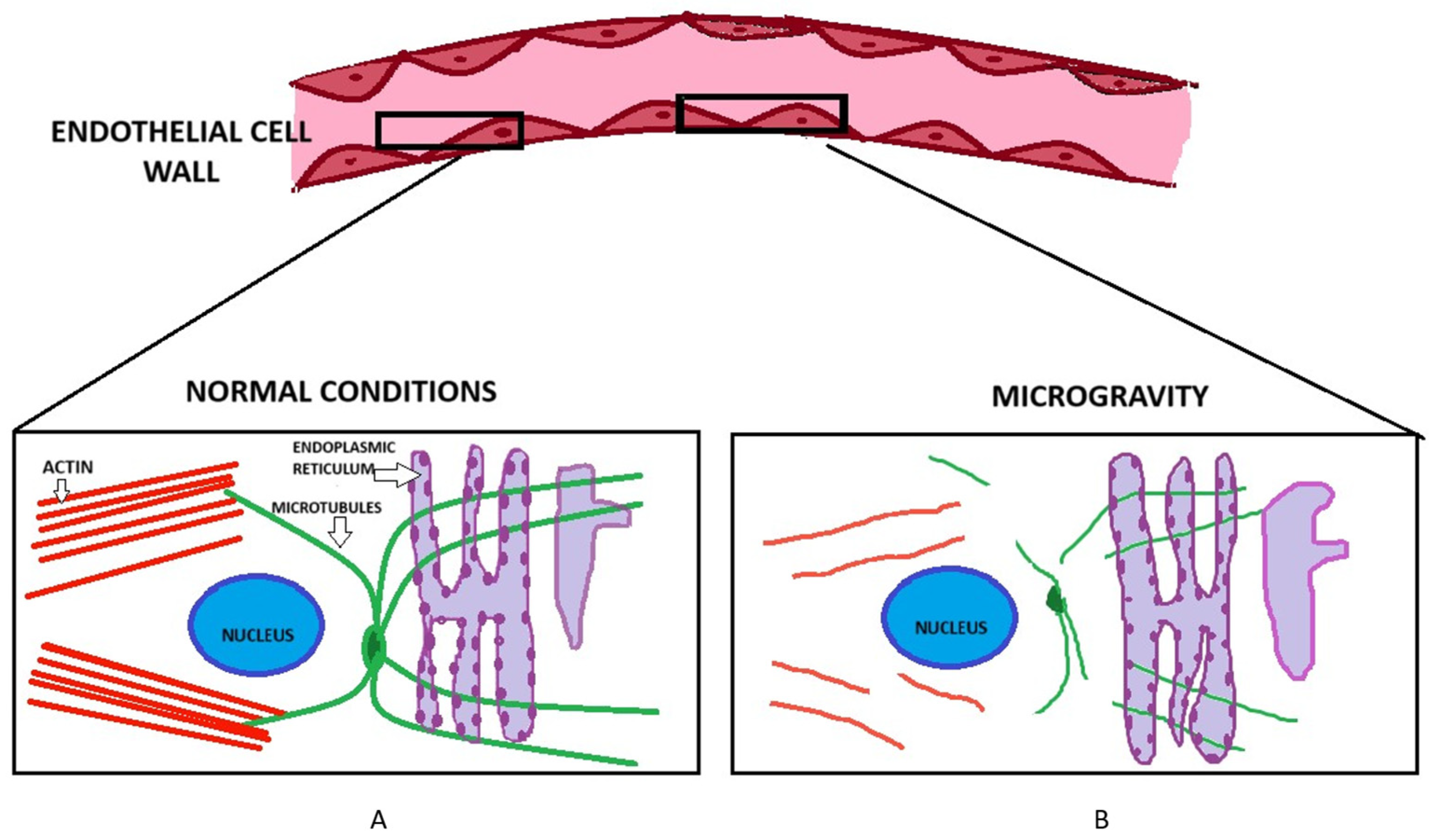Biomedicines 13 02336 g002 Biomedicines 13 02336 g002