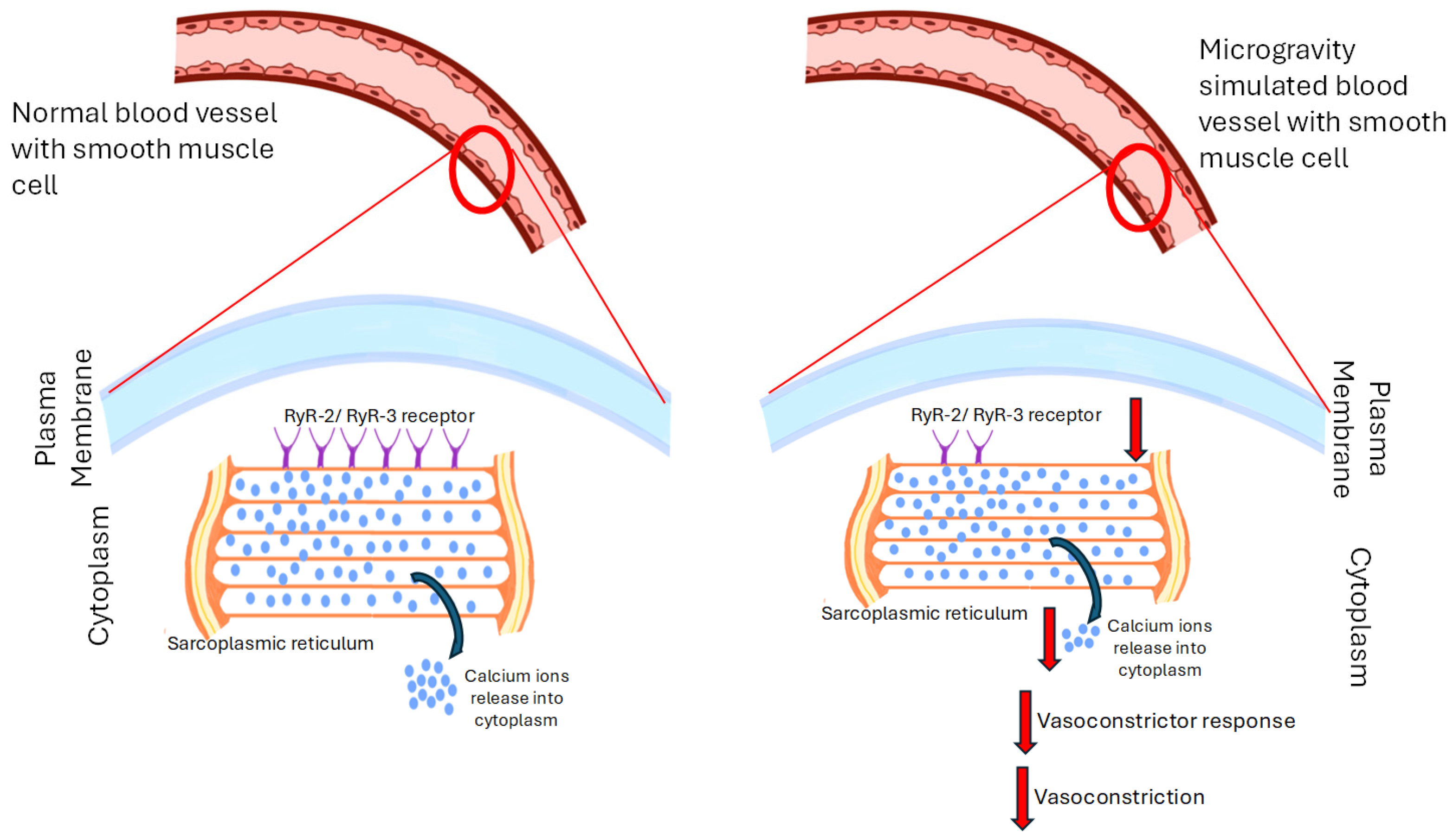 Biomedicines 13 02336 g004 Biomedicines 13 02336 g004