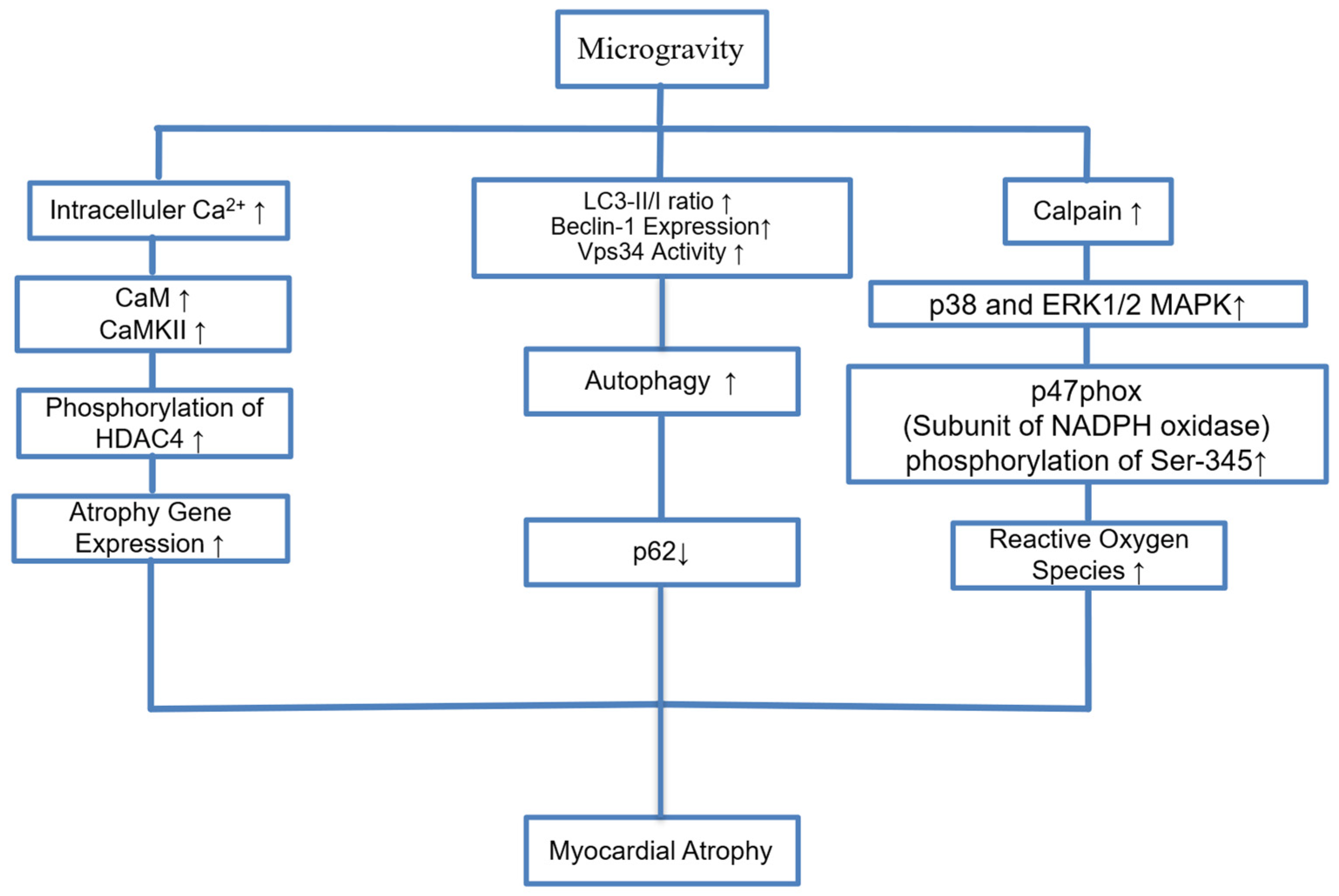 Biomedicines 13 02336 g005 Biomedicines 13 02336 g005