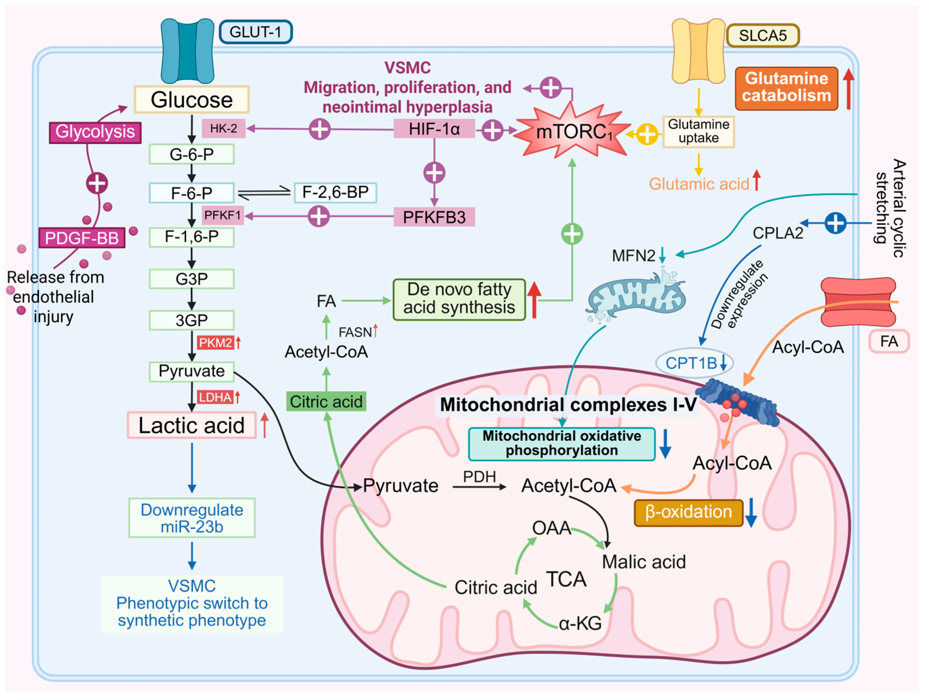 Biomedicines 13 02340 g001 Biomedicines 13 02340 g001
