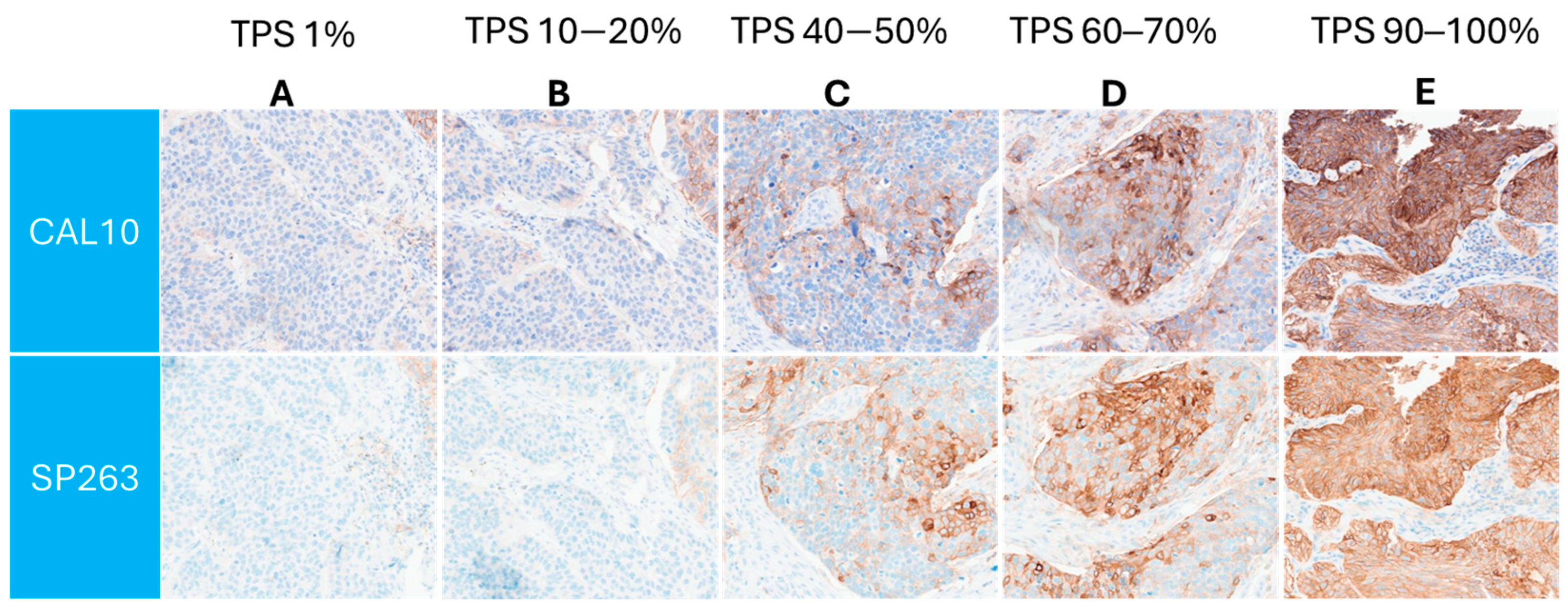Biomedicines 13 02359 g002