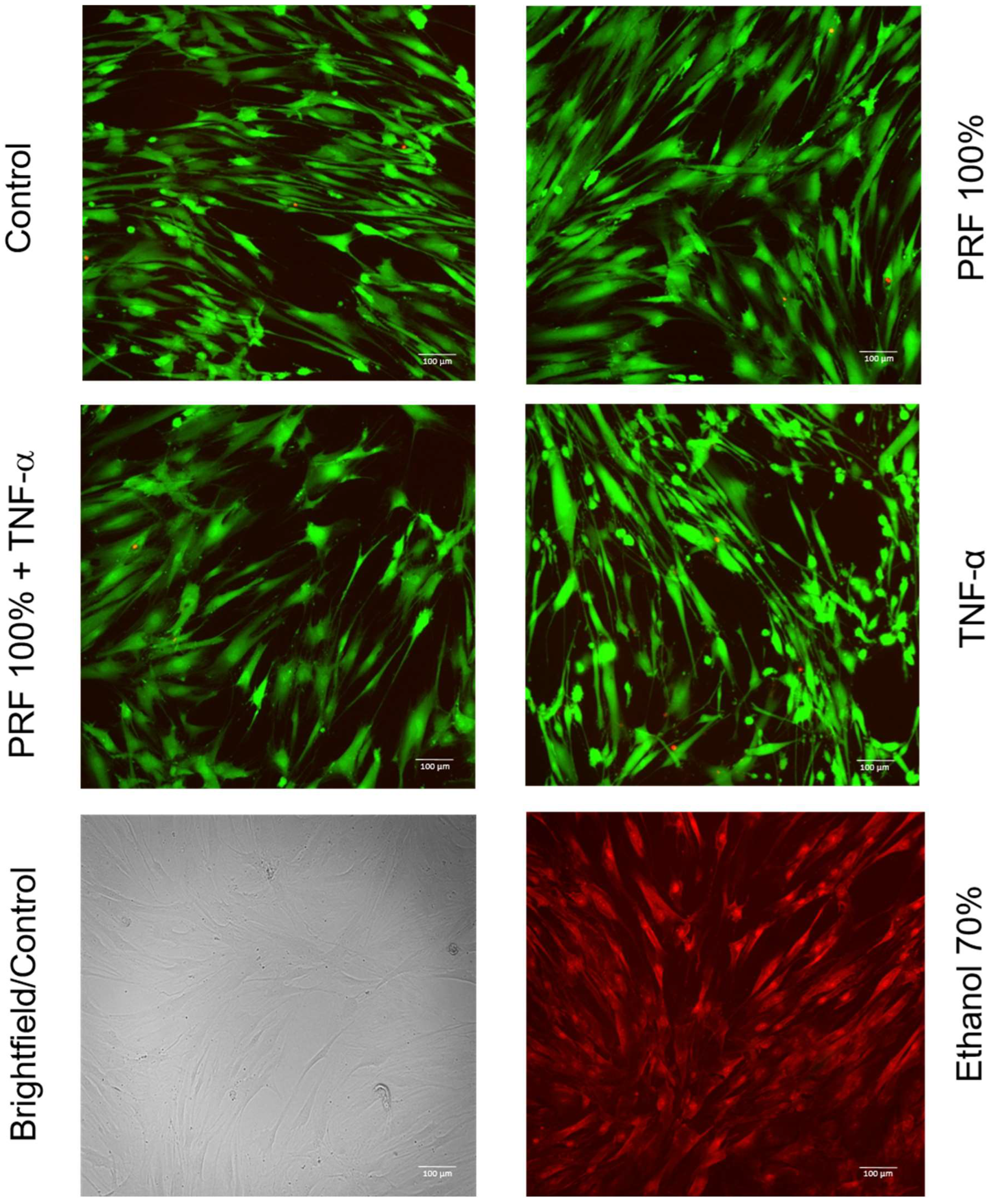 Biomedicines 13 02360 g010