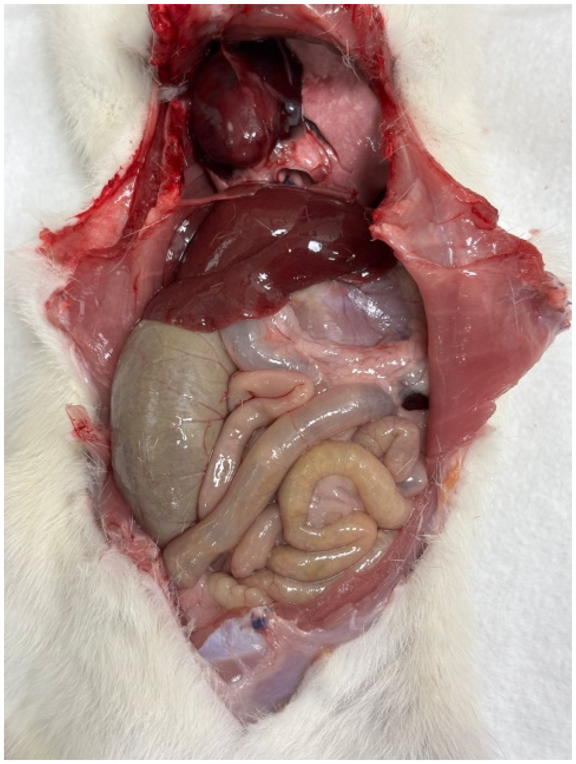 Biomedicines 13 02397 g002