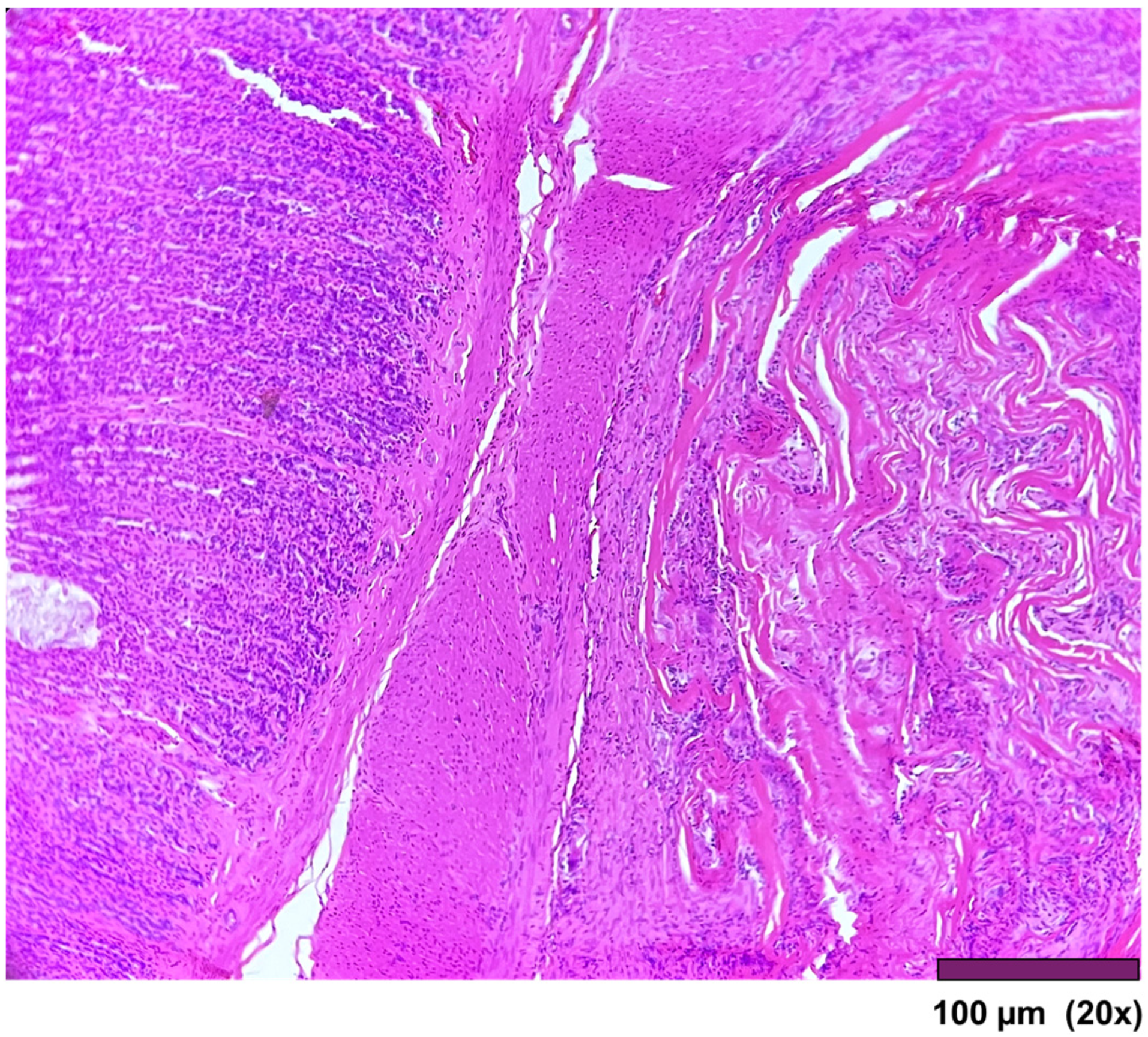 Biomedicines 13 02397 g006