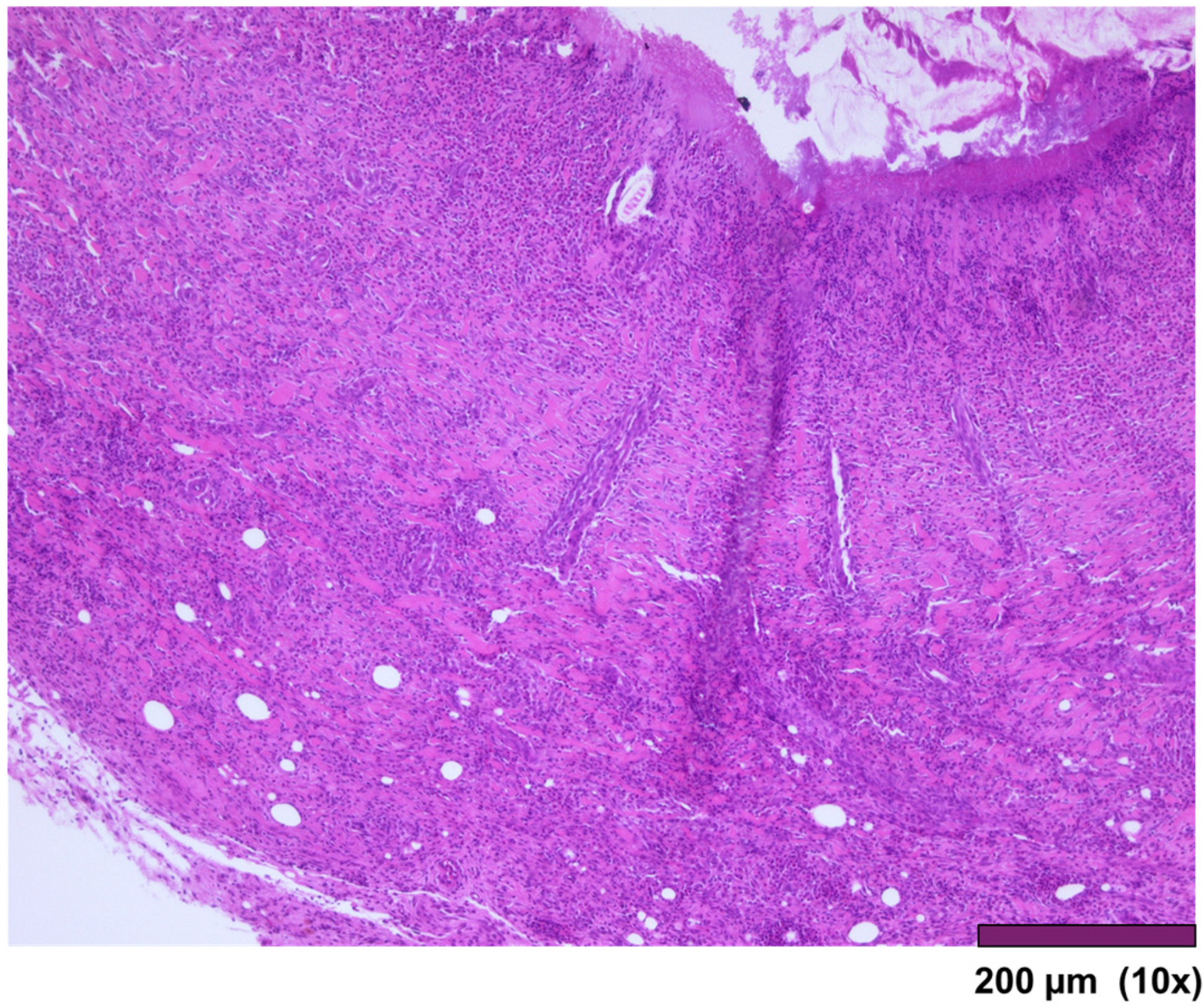 Biomedicines 13 02397 g007