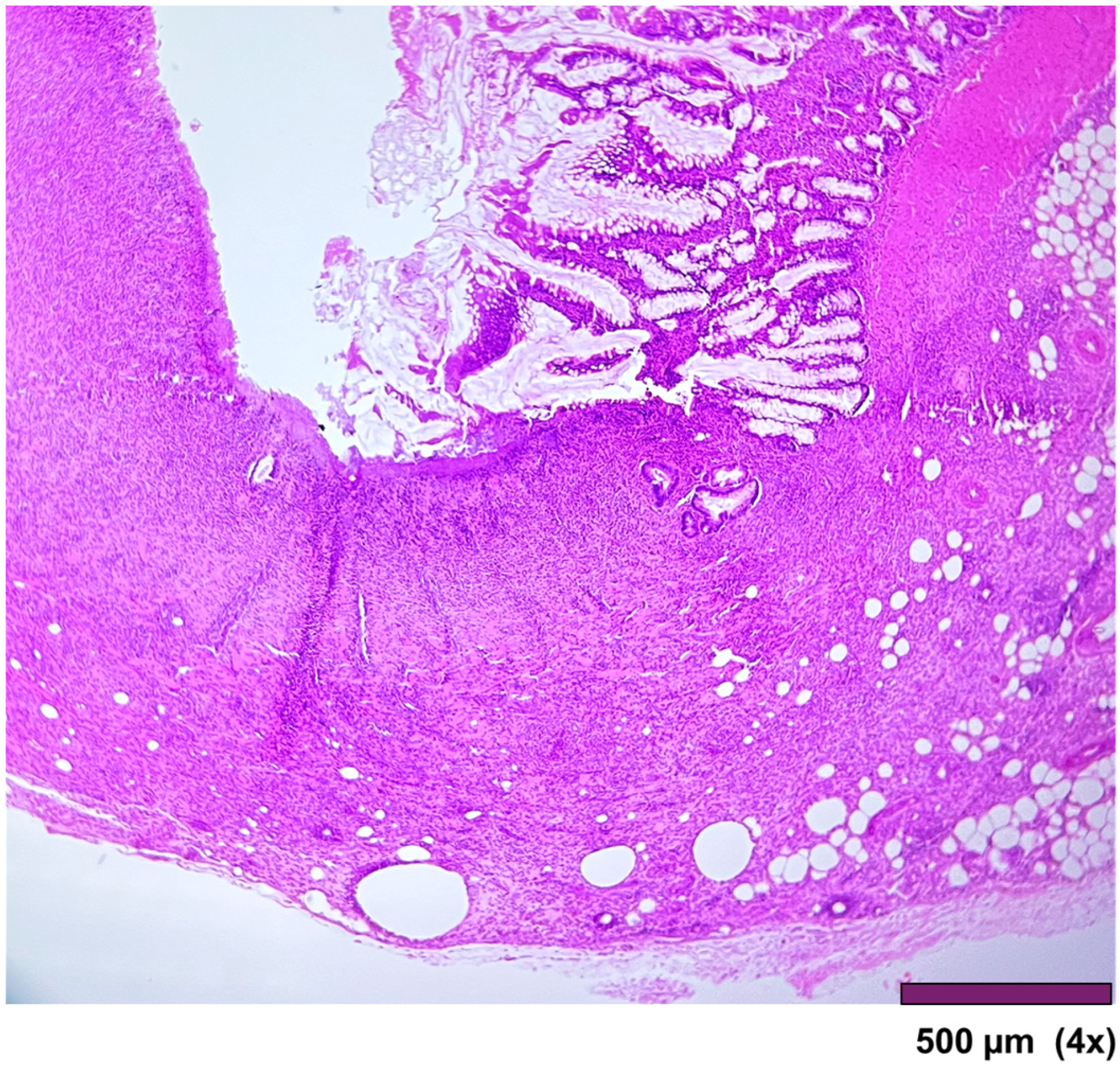 Biomedicines 13 02397 g008