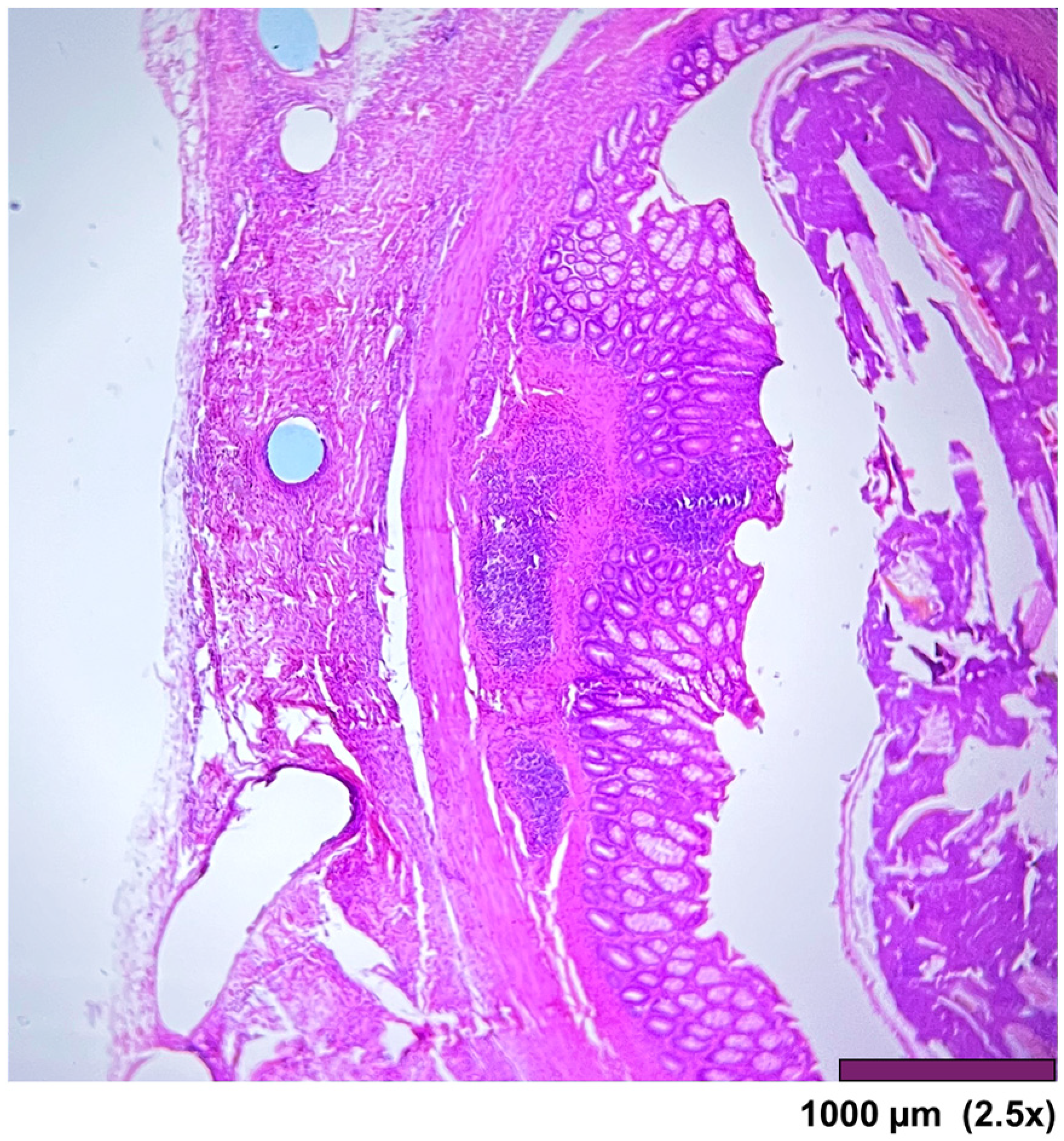 Biomedicines 13 02397 g010