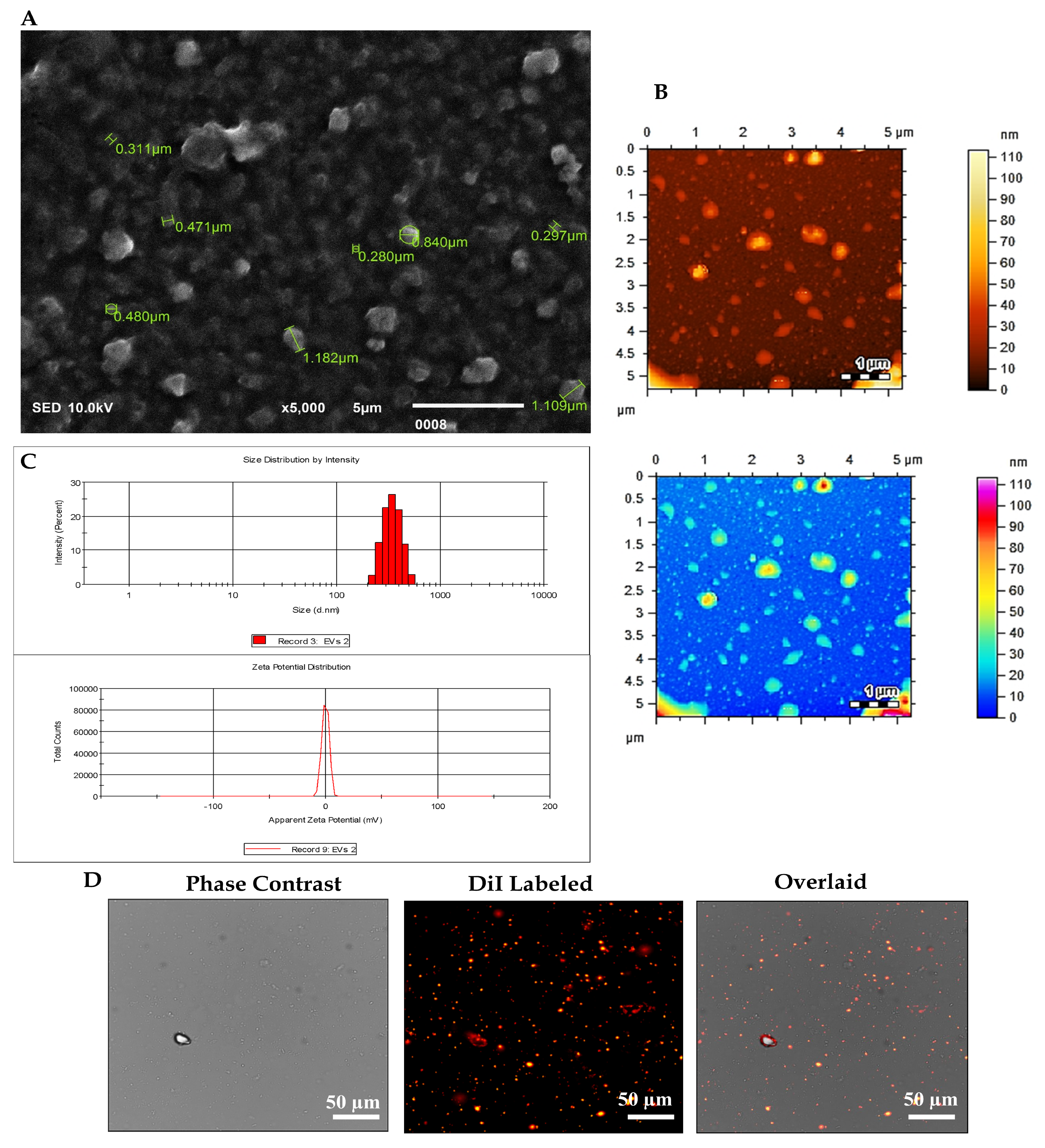 Biomedicines 13 02420 g001