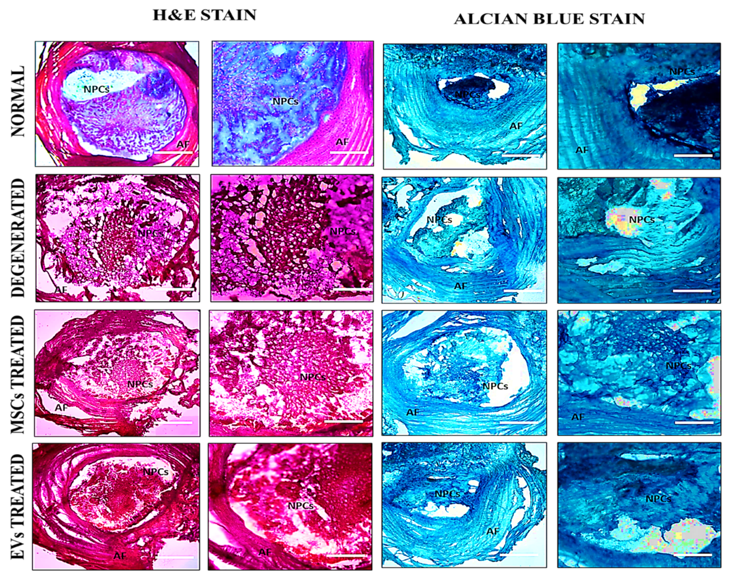 Biomedicines 13 02420 g003