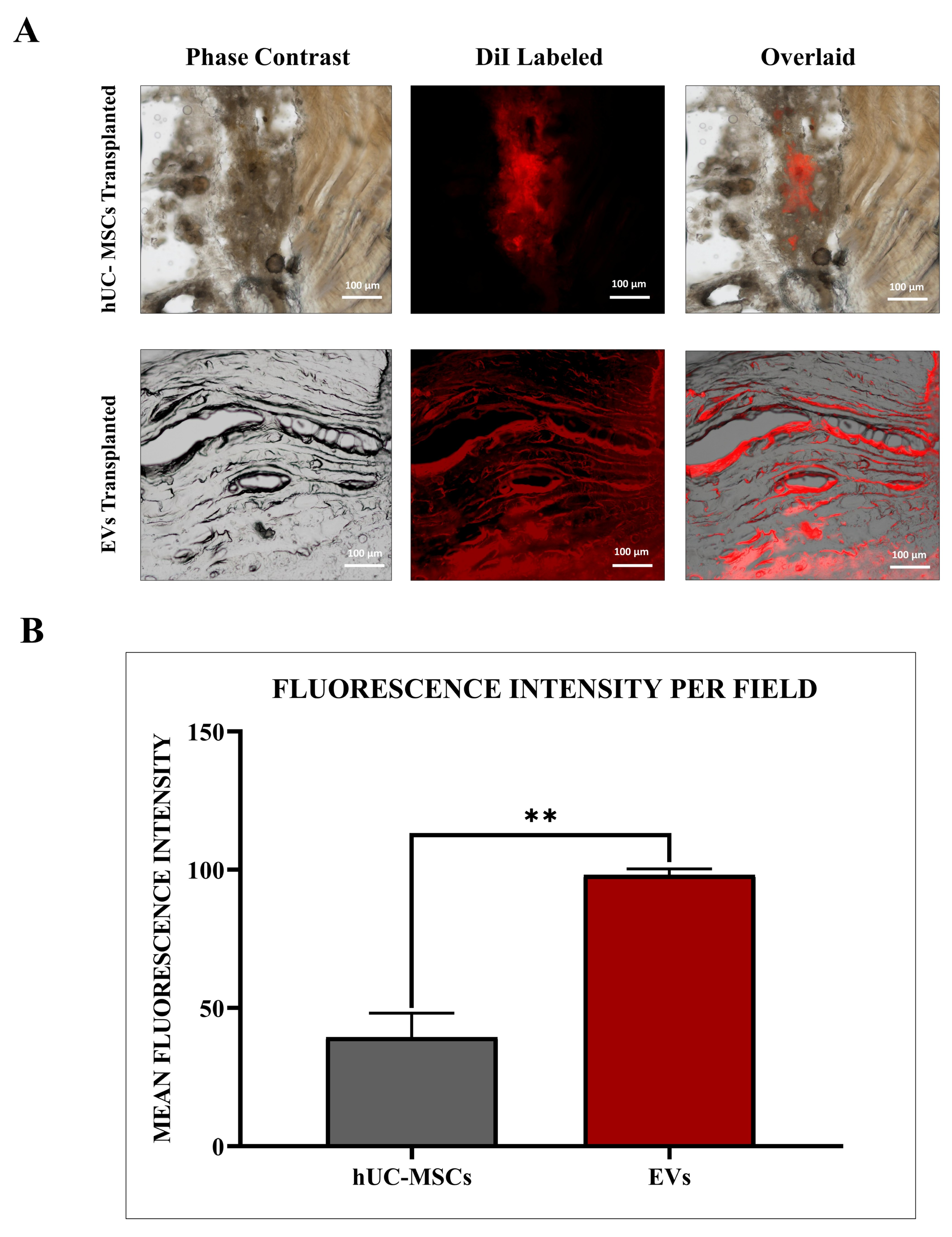 Biomedicines 13 02420 g004