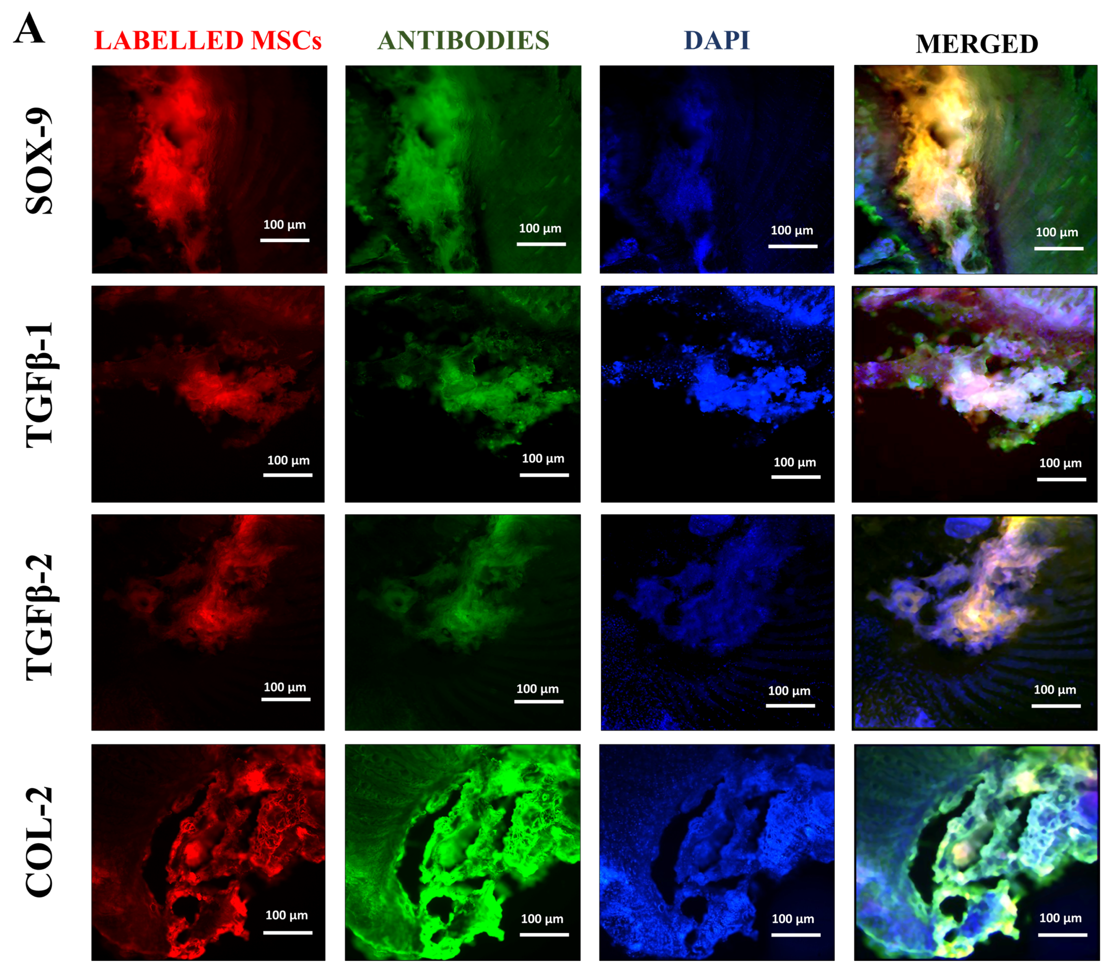 Biomedicines 13 02420 g005a