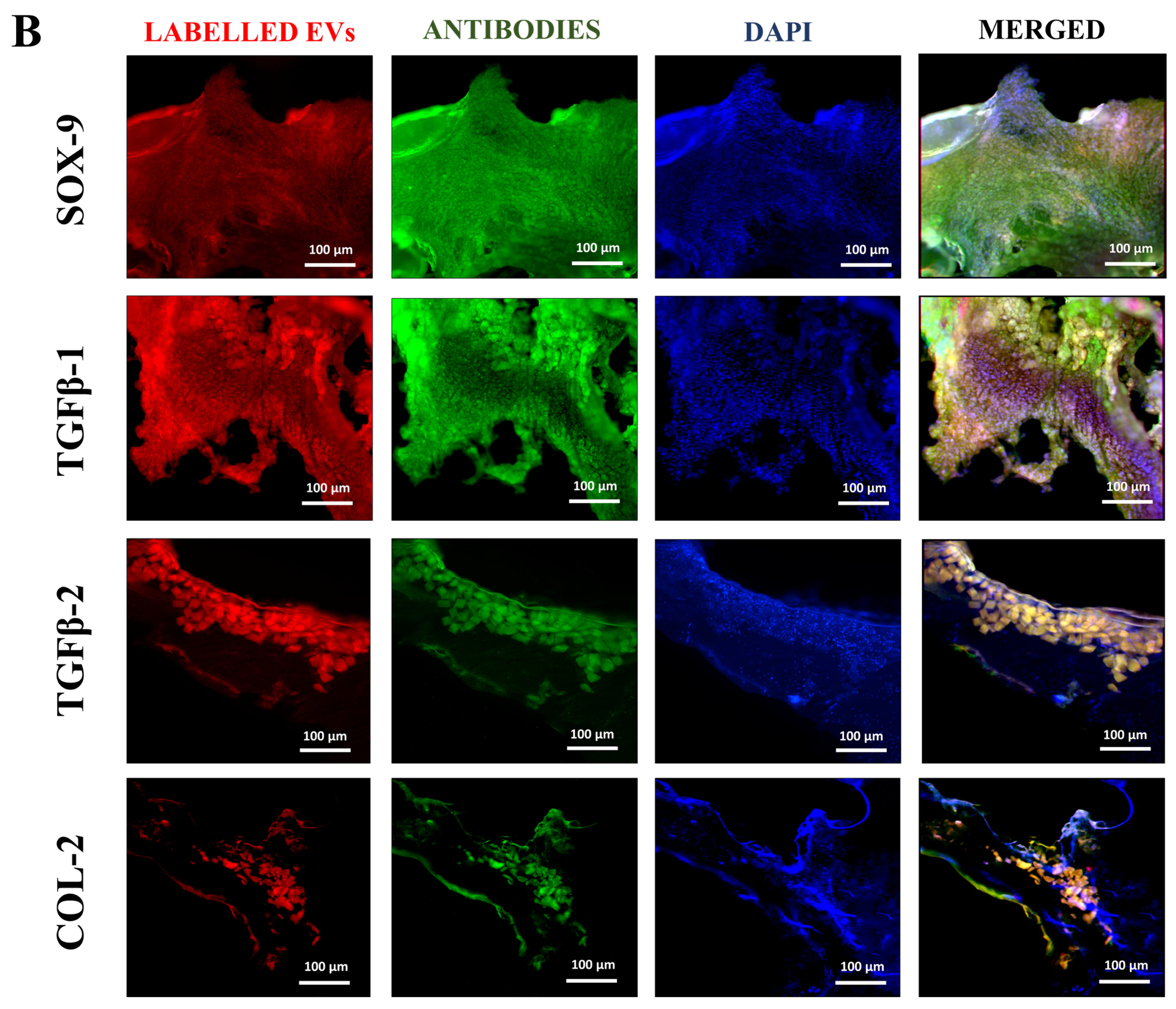 Biomedicines 13 02420 g005b