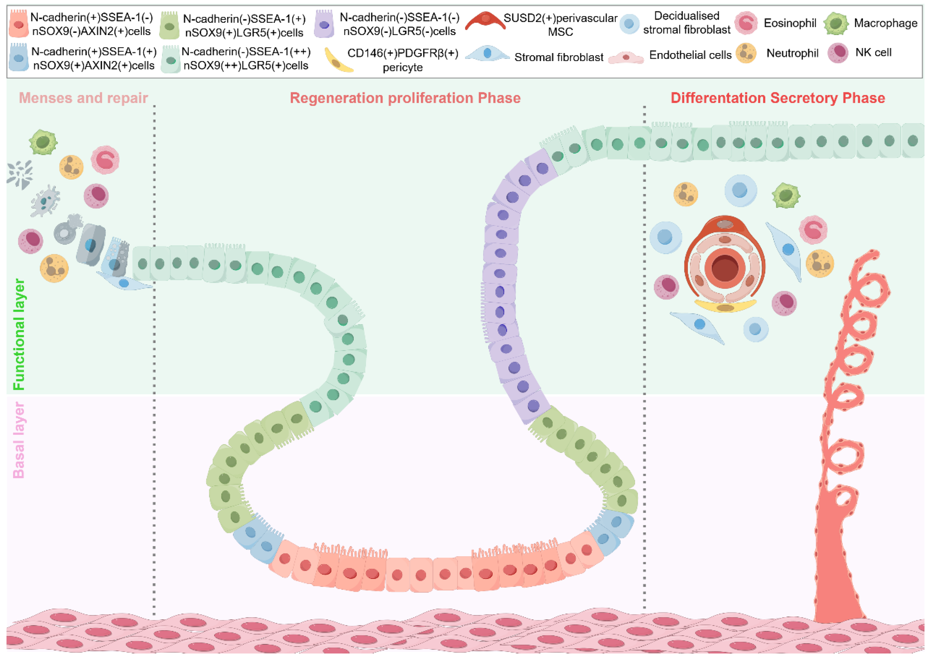 Biomedicines 13 02435 g001 Biomedicines 13 02435 g001